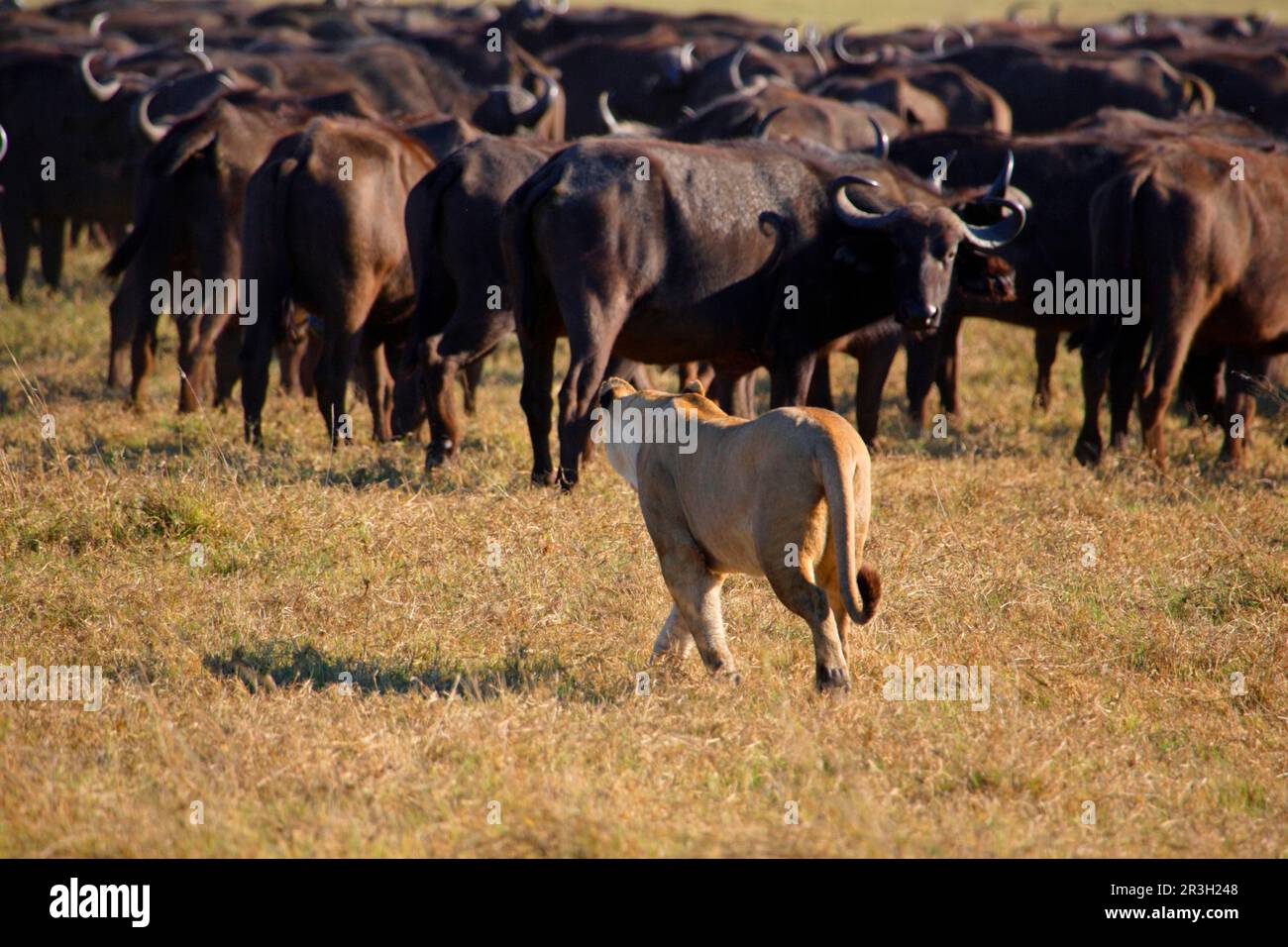 Afrikanischer Löwenfisch Löwenjagd Afrikanischer Büffel (Synceros Caffer) Okavango, Botsuana, Löwin, Löwe (Panthera leo), Predators, Säugetiere, Tiere Stockfoto