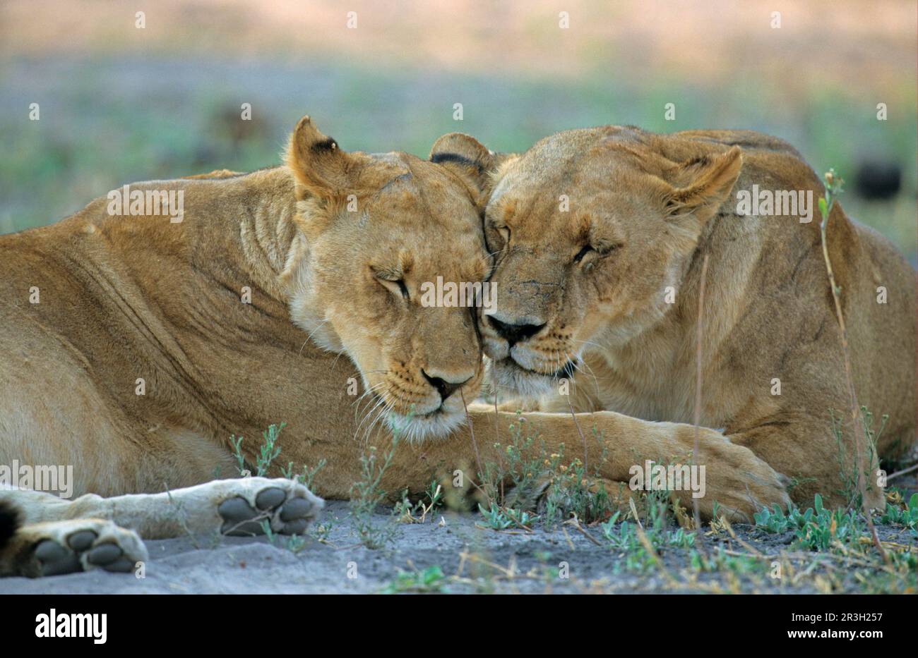 Afrikanische Löwin Löwe, Löwe (Panthera leo), Großkatzen, Raubtiere, Säugetiere, Tiere, Löwe, zwei Weibchen, die sich verbinden, Moremi Stockfoto