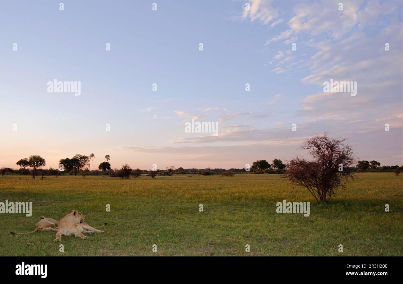Afrikanische Löwin Löwe, Löwe (Panthera leo), Großkatzen, Raubtiere, Säugetiere, Tiere, Löwe, zwei Erwachsene Weibchen, die sich bei Sonnenuntergang in ihrem Lebensraum ausruhen Stockfoto