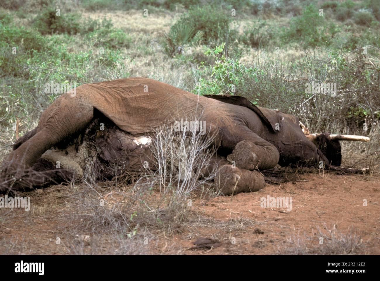 Afrikanischer Elefant (Loxodonta africana) Elefant, Elefanten, Säugetiere, Tiere Elefant tot, erwachsen, getötet von Wilderern, Tsavo, Kenia, september 1980 Stockfoto