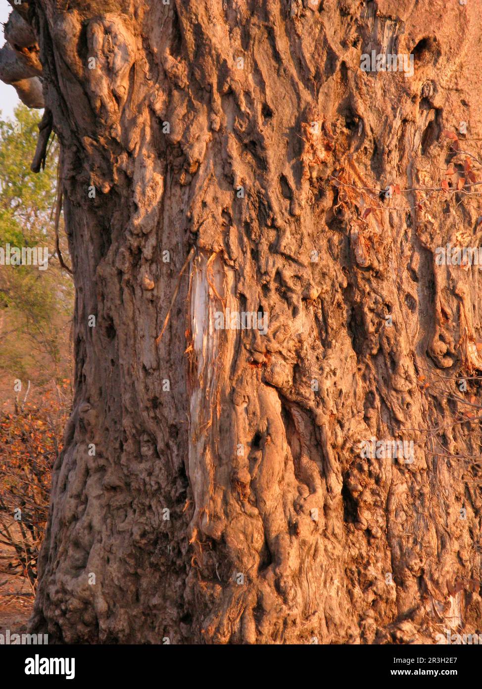 Afrikanischer Baobab (Adansonia digitata), Mallow-Familie (Bombacaceae), Baobab-Stamm, beschädigt durch afrikanischen Elefanten (Loxodonta africana), der nach forscht Stockfoto