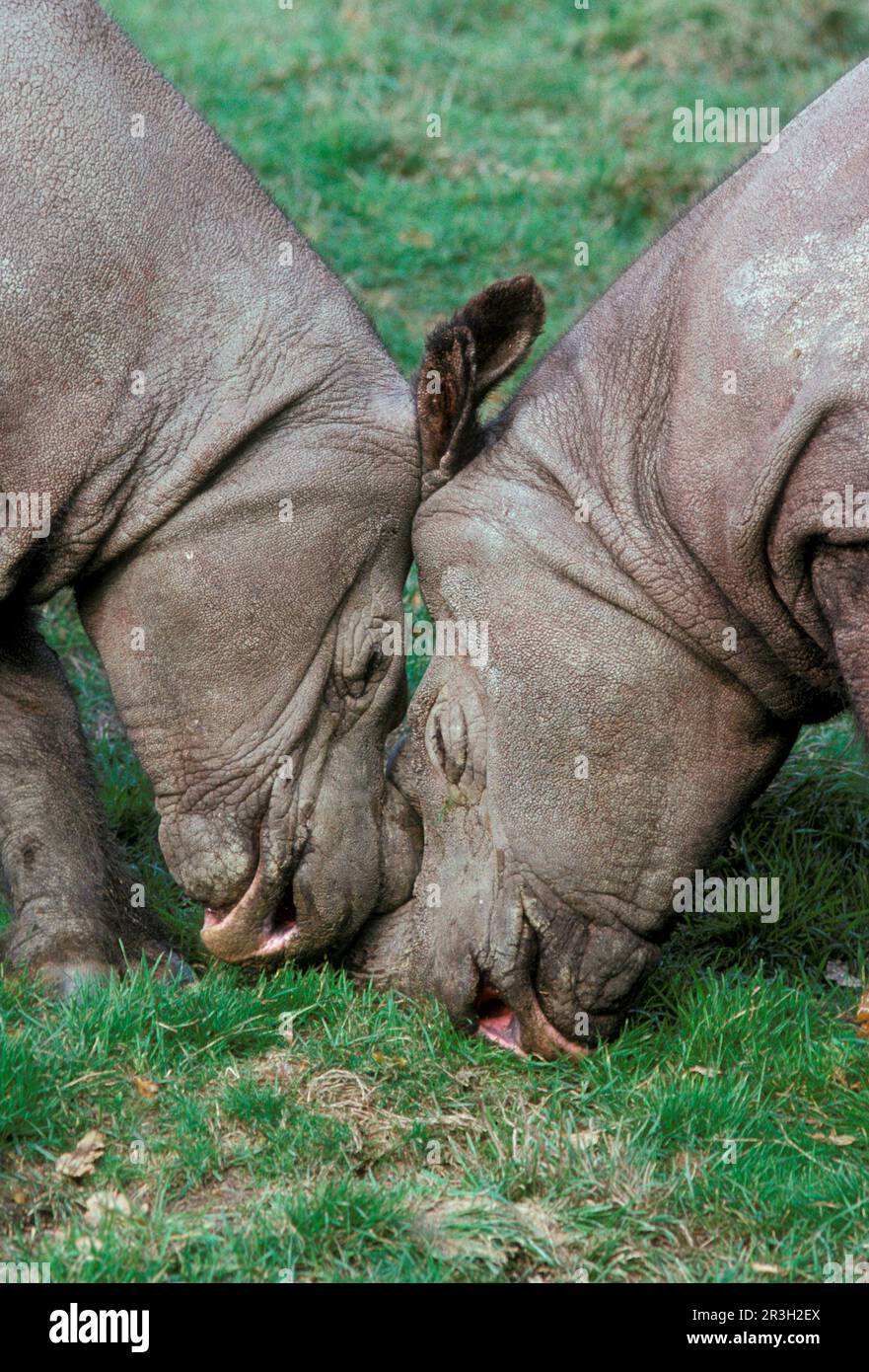 Sumatra-Nashörner (Dicerorhinus sumatrensis), sumatra-Nashörner, Huftiere, Nashörner, Nashörner, Säugetiere, Tiere, seltsame Huftiere Stockfoto