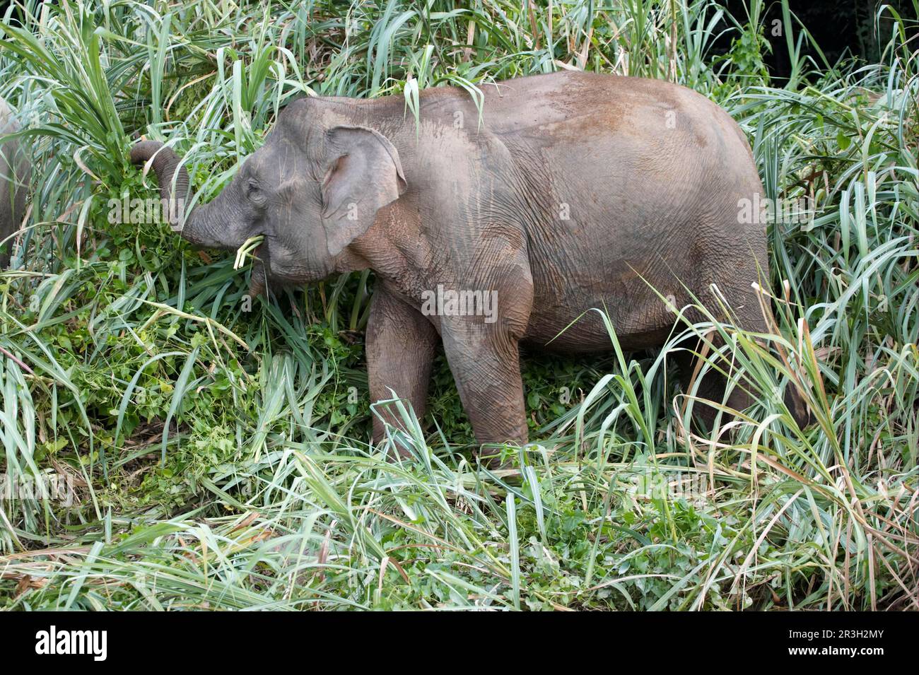 Borneo-Zwergenelefant, Borneo-Elefant, Borneo-Zwergenelefant, borneo-Zwergenelefant (Elephas maximus borneensis), Elefanten, Säugetiere, Tiere Stockfoto