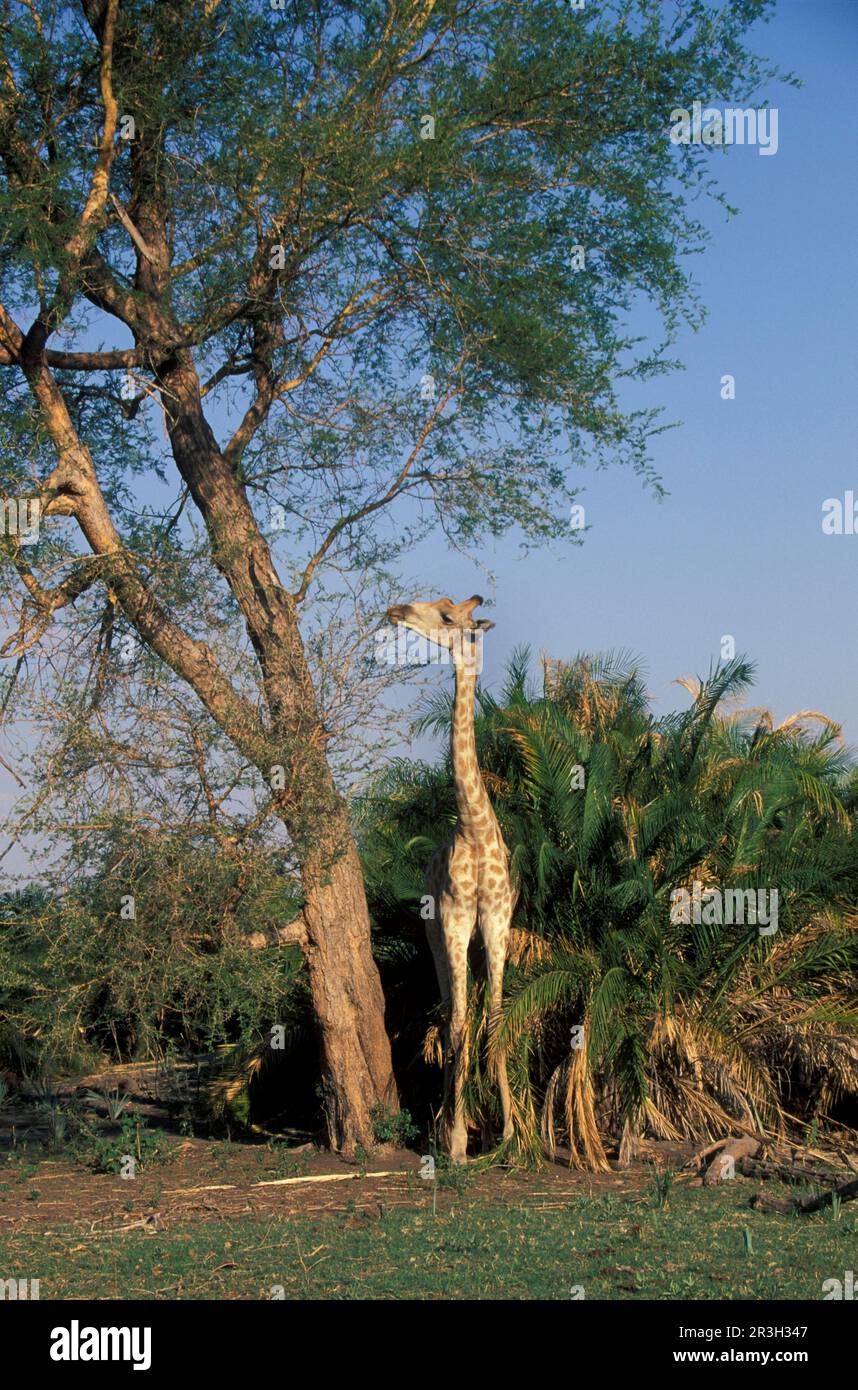 Giraffen (Giraffa camelopardalis), Huftiere, Klauen, Säugetiere, Tiere, Giraffen, Huftiere, Klauen, Säugetiere, Tiere, Giraffen-Browsing Stockfoto