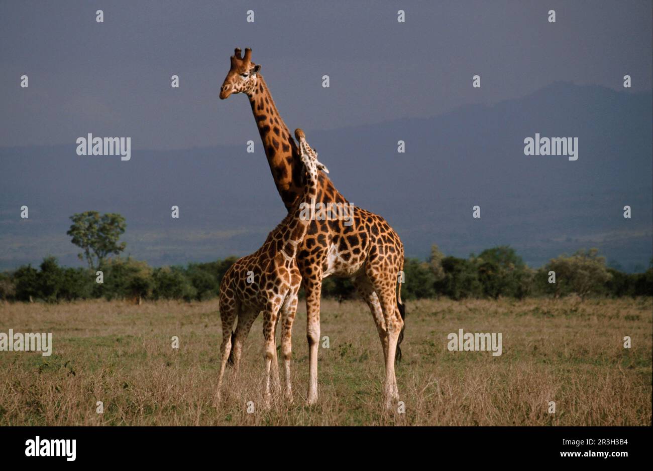 Rothschildgiraffe (Giraffa camelopardalis rothschildi), Nakuru-See, Kenia Stockfoto
