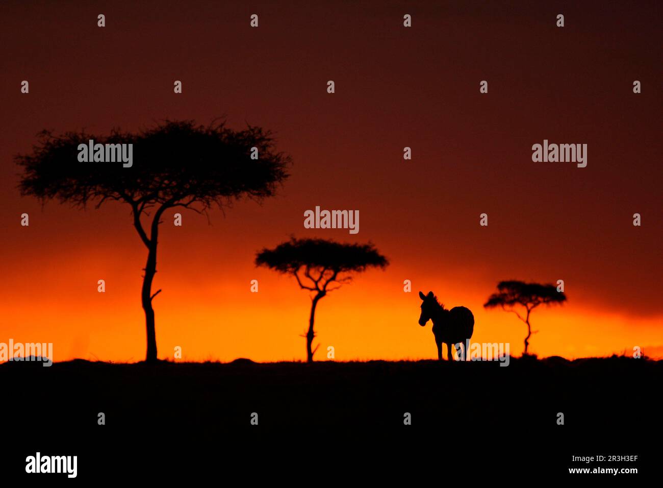 Gewöhnliche Ebenen Zebra (Equus quagga), ausgewachsen, mit Akazienbäumen bei Sonnenuntergang umrahmt, Masai Mara, Kenia Stockfoto