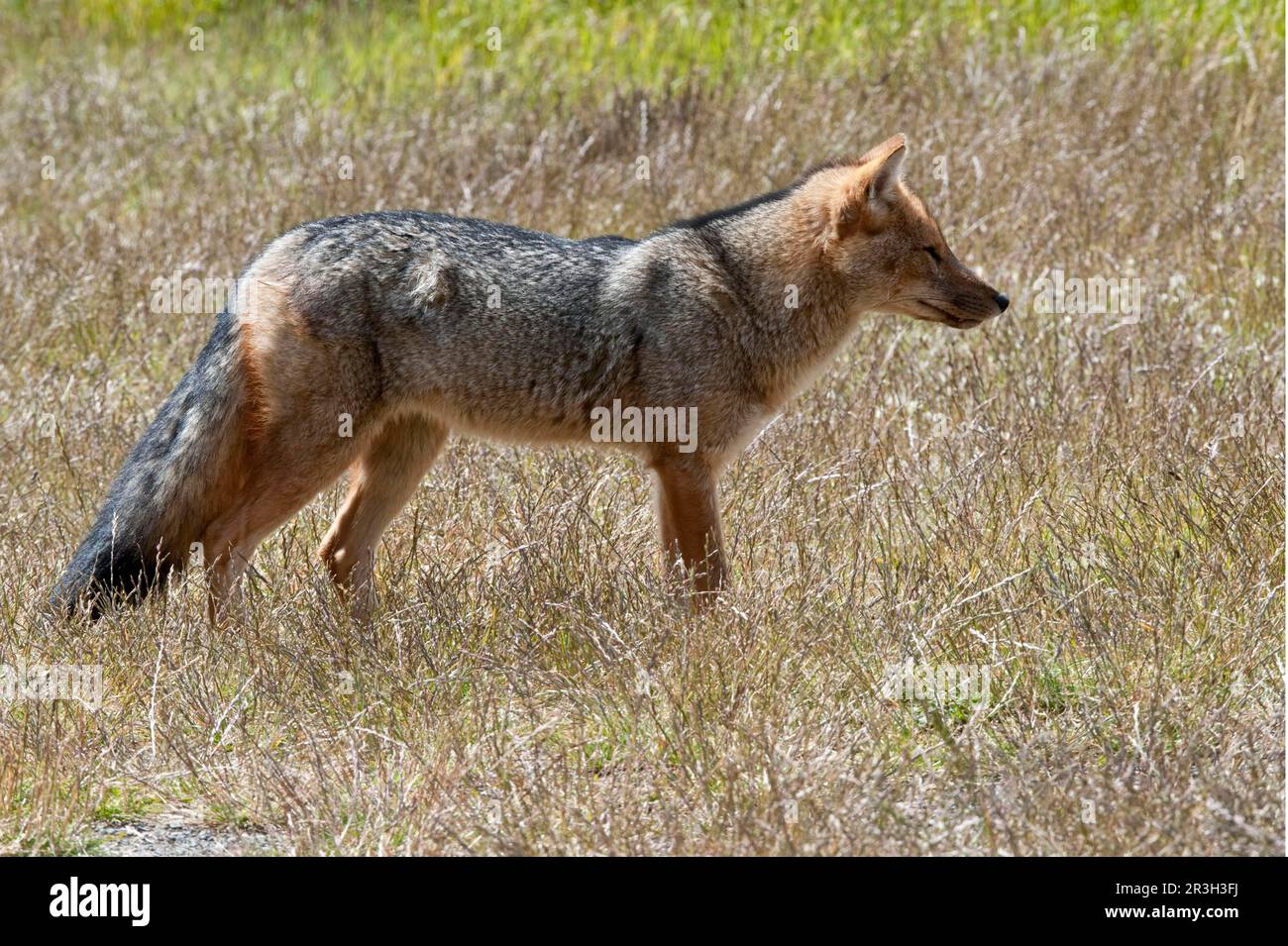 Colpeo-andenfuchs (Dusicyon culpaeus), ausgewachsen, im Gras stehend, Torres del Paine N. P. Südpatagonien, Chile Stockfoto