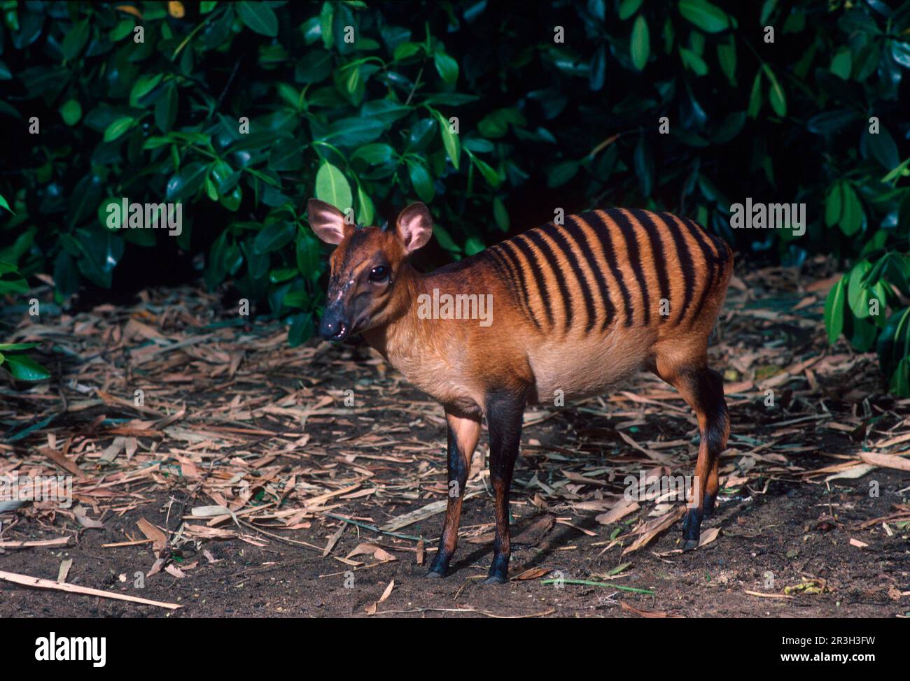 Zebraducker (Cephalophus zebra), Antilopen, Huftiere (Klauentiere), Säugetiere, Tiere, Zebra Duiker, Antilopen, Huftiere, Klauenhüter Stockfoto