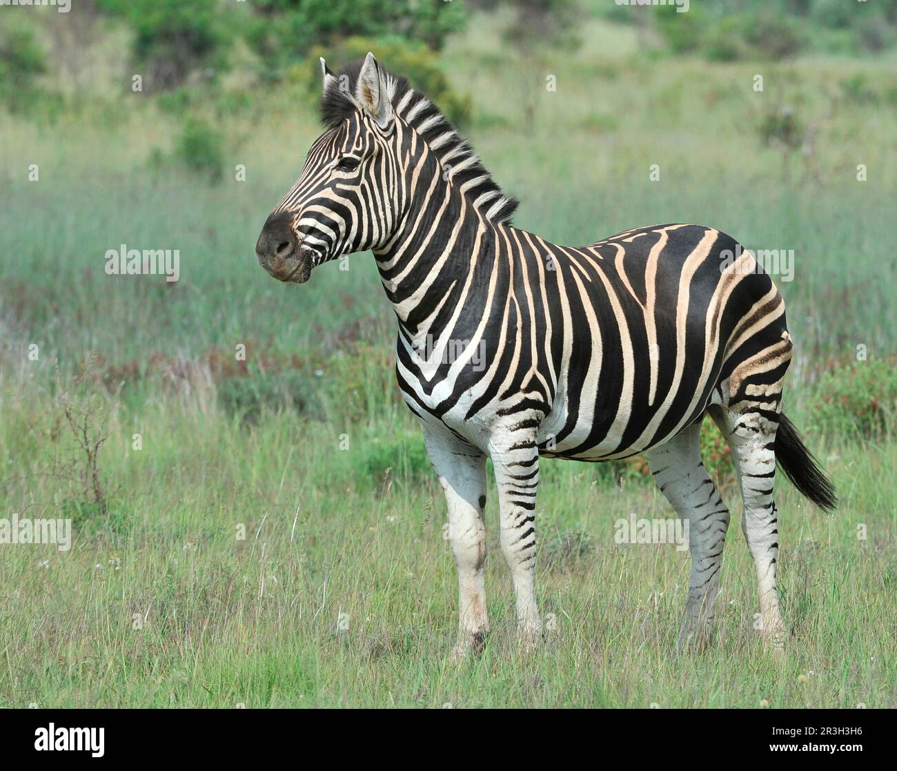 Ausgewachsenes burchell-Zebra (Equus quagga burchellii), steht in Lowveld Grassland, Pilanesberg N. P. Nordwestprovinz, Südafrika Stockfoto