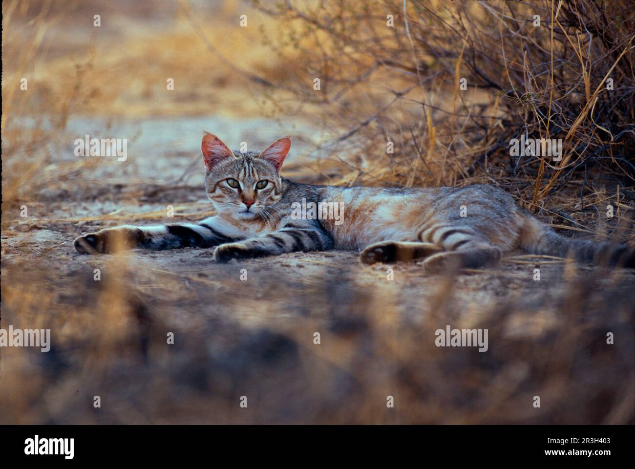 Falcon Cat, Falcon Cats Predators, Säugetiere, Tiere Wildkatze (Felis lybica) ausgestreckt am Boden, Head Up, Kalahari Gemsbok NP (S) Stockfoto