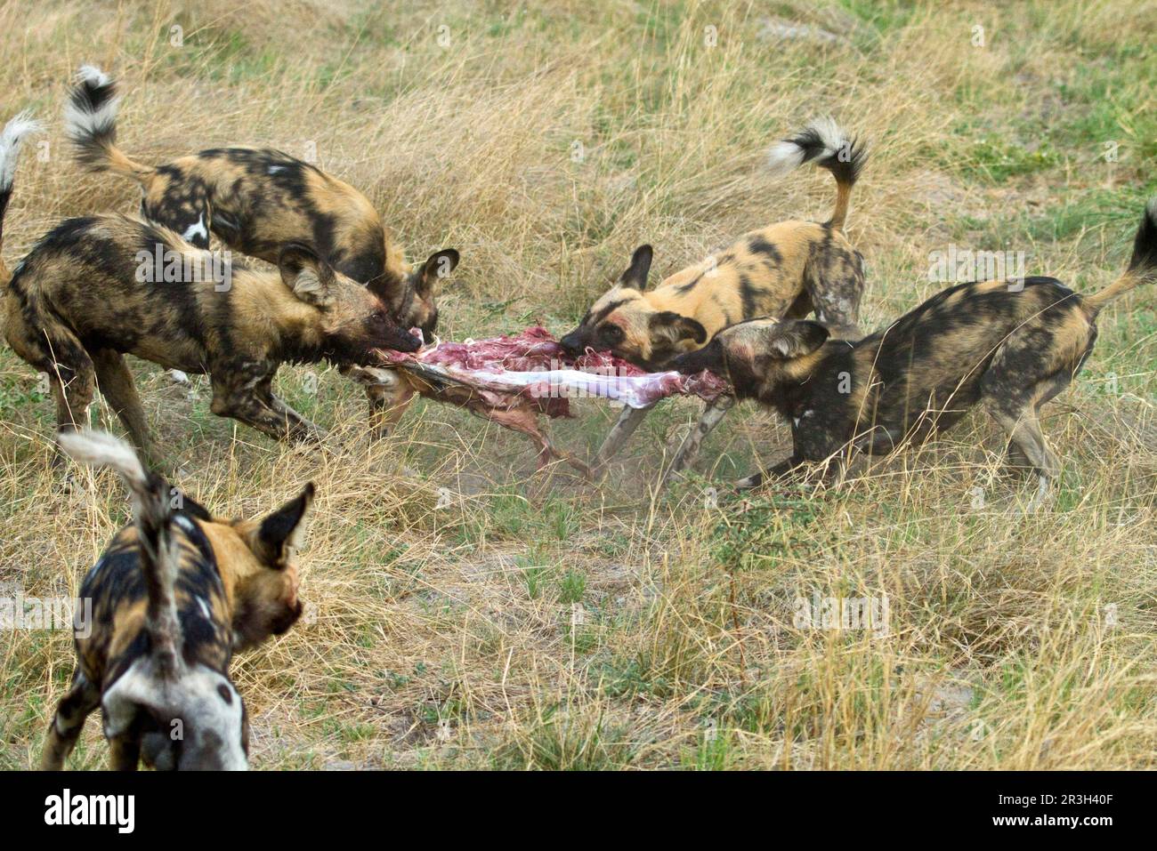 Afrikanischer Wildhund (Lycaon pictus), Hundearten, Raubtiere, Säugetiere, wilde Tierhunde reißen den Impala, Jagdhunde ziehen Impala auseinander Stockfoto