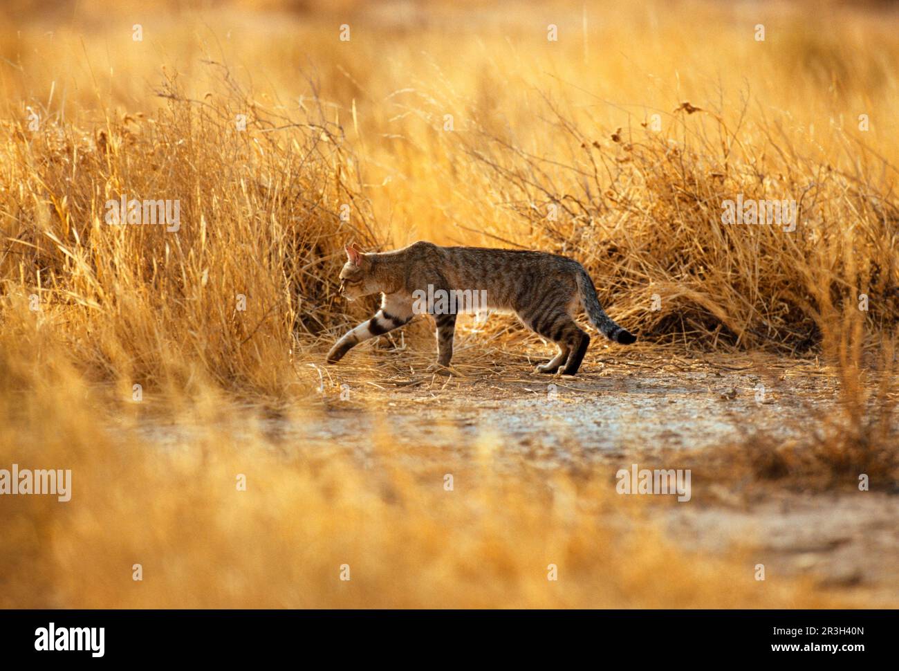 Falcon Cat, Raubtiere, Säugetiere, Tiere Wildkatze (Felis lybica) auf der Jagd im Langgras, früher Abend, Kalahari Gemsbok NP. S) Stockfoto