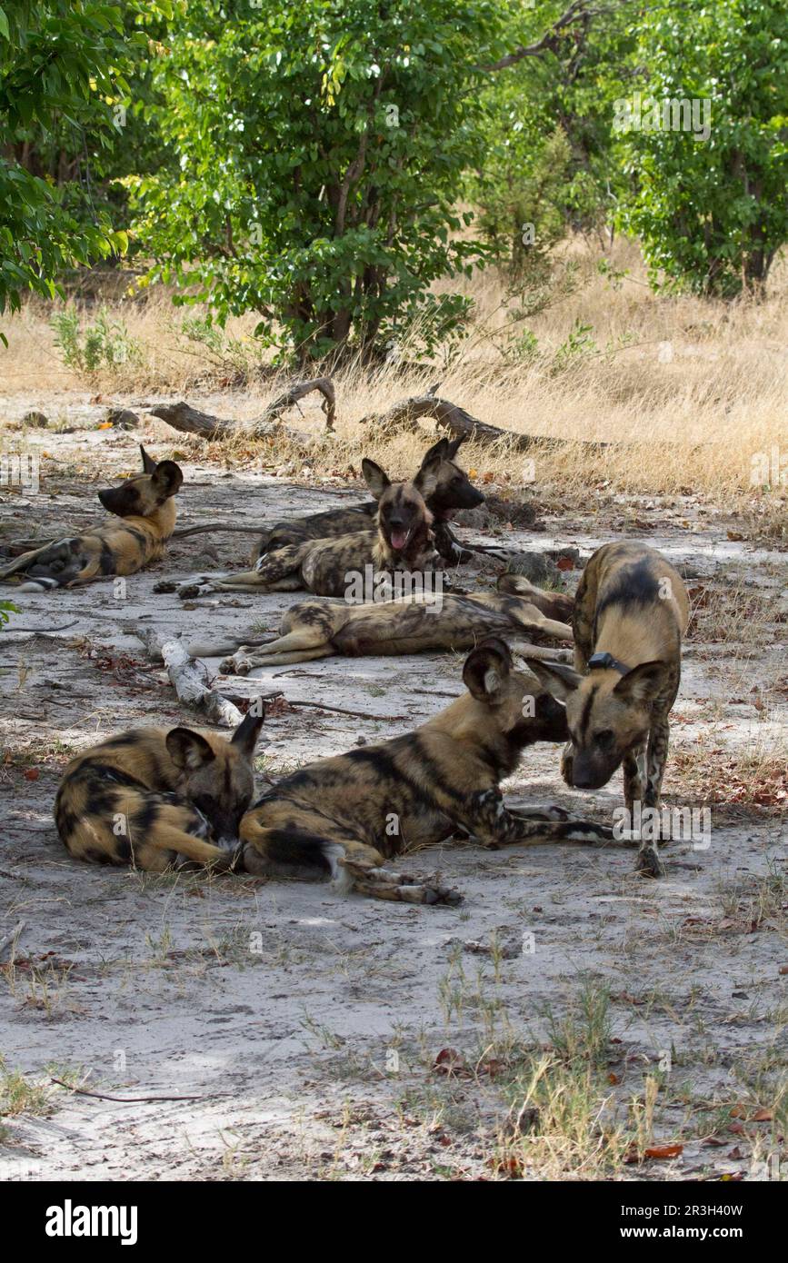 Afrikanischer Wildhund (Lycaon pictus), Hundearten, Raubtiere, Säugetiere, Tiere, Hundejagd ruht im Schatten der Bäume Stockfoto