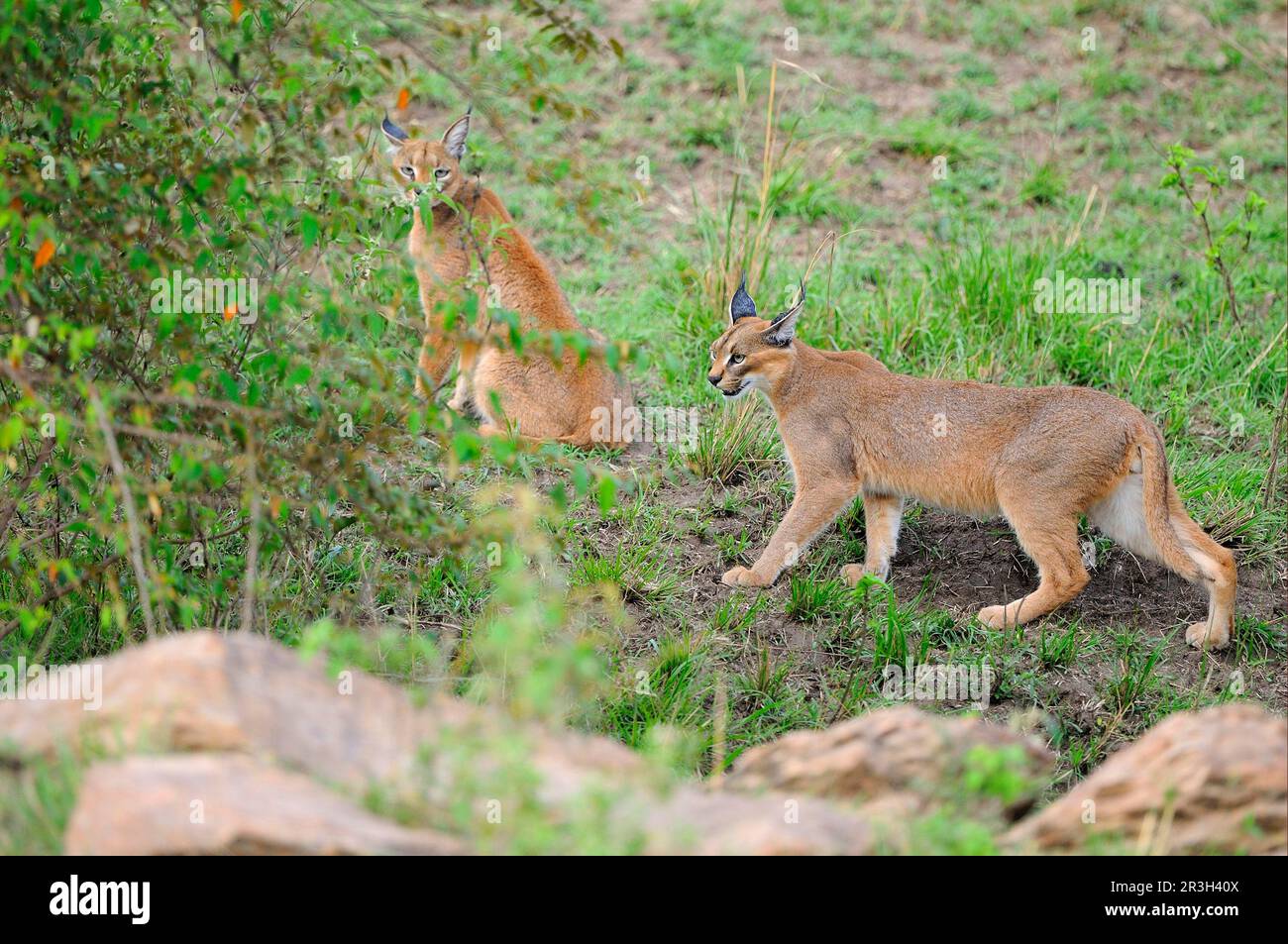 Caracal (Caracal Caracal) Erwachsenenpaar, am Rand der Büsche, Masai Mara, Kenia Stockfoto