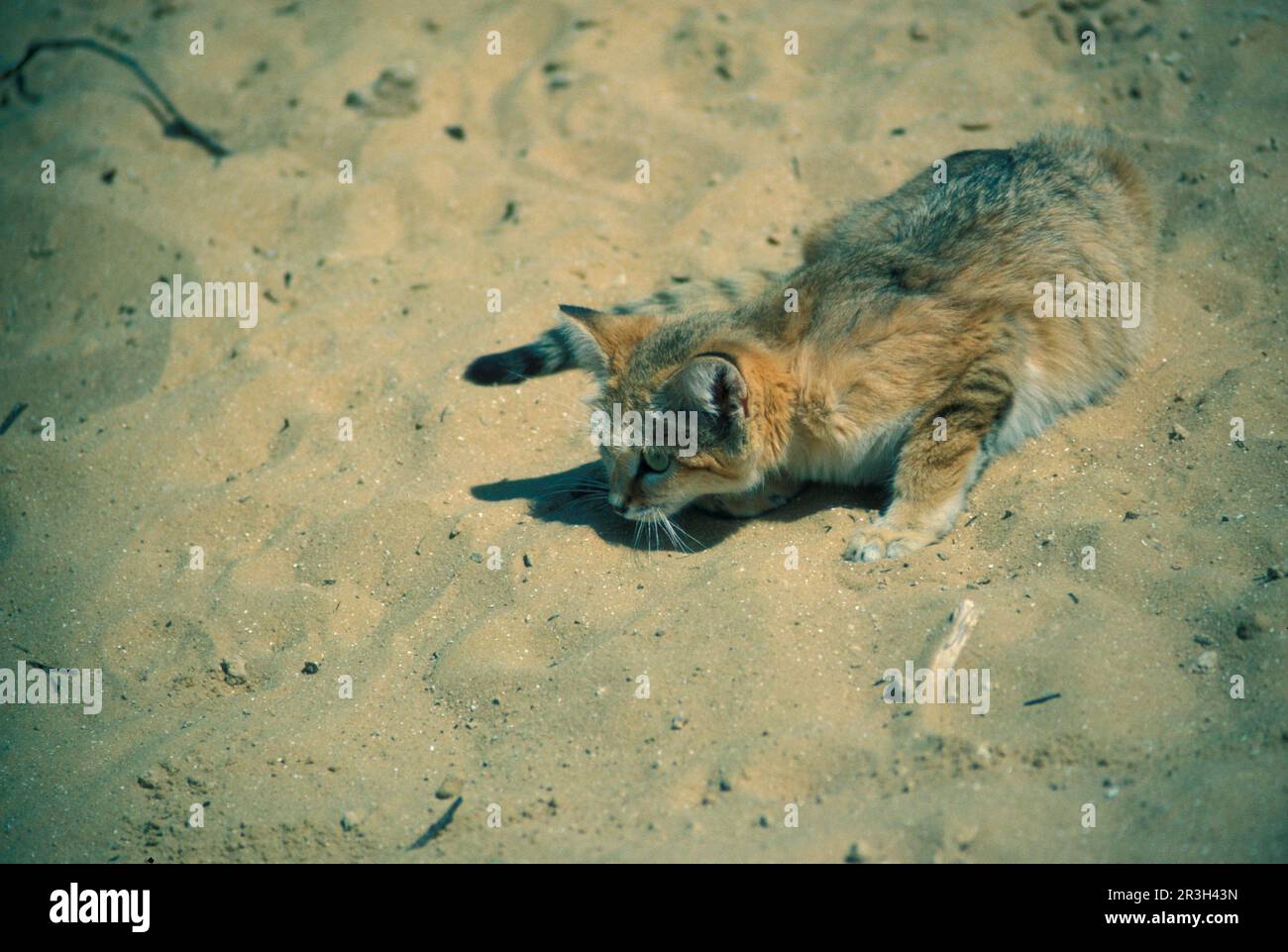 Sandkatze (Felis margarita), Sandkatzen, Sandkatzen, Wüstenkatzen, Raubtiere, Säugetiere, Tiere, Sandkatze Stockfoto