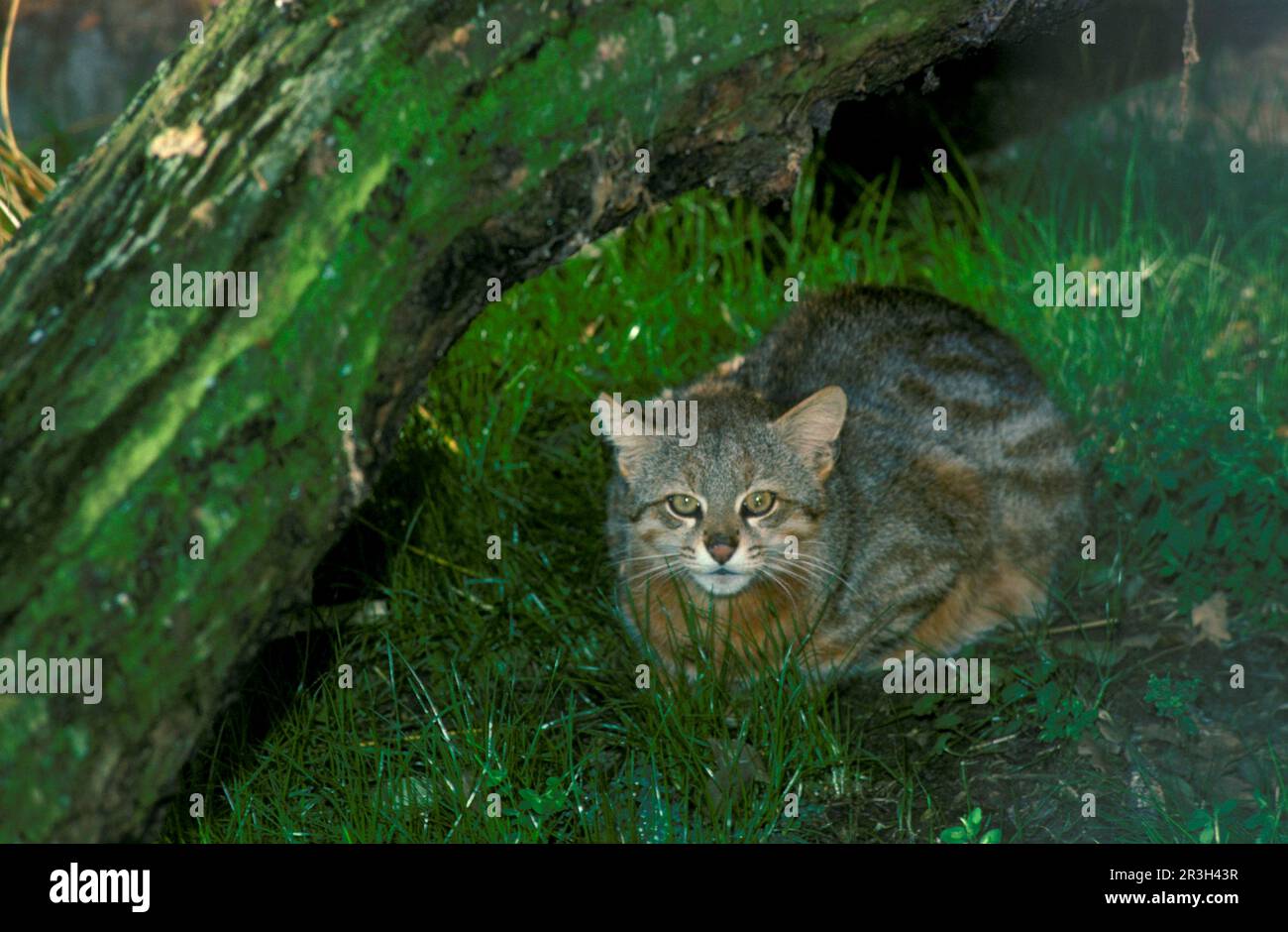 Pampaskatze (Leopardus colocolo), Colocolos, Pampaskatze, Pampaskatze, Raubkatze, Säugetiere, Tiere, Pampas-Katze (Felis colocolo), die unter einem Baum ruht Stockfoto