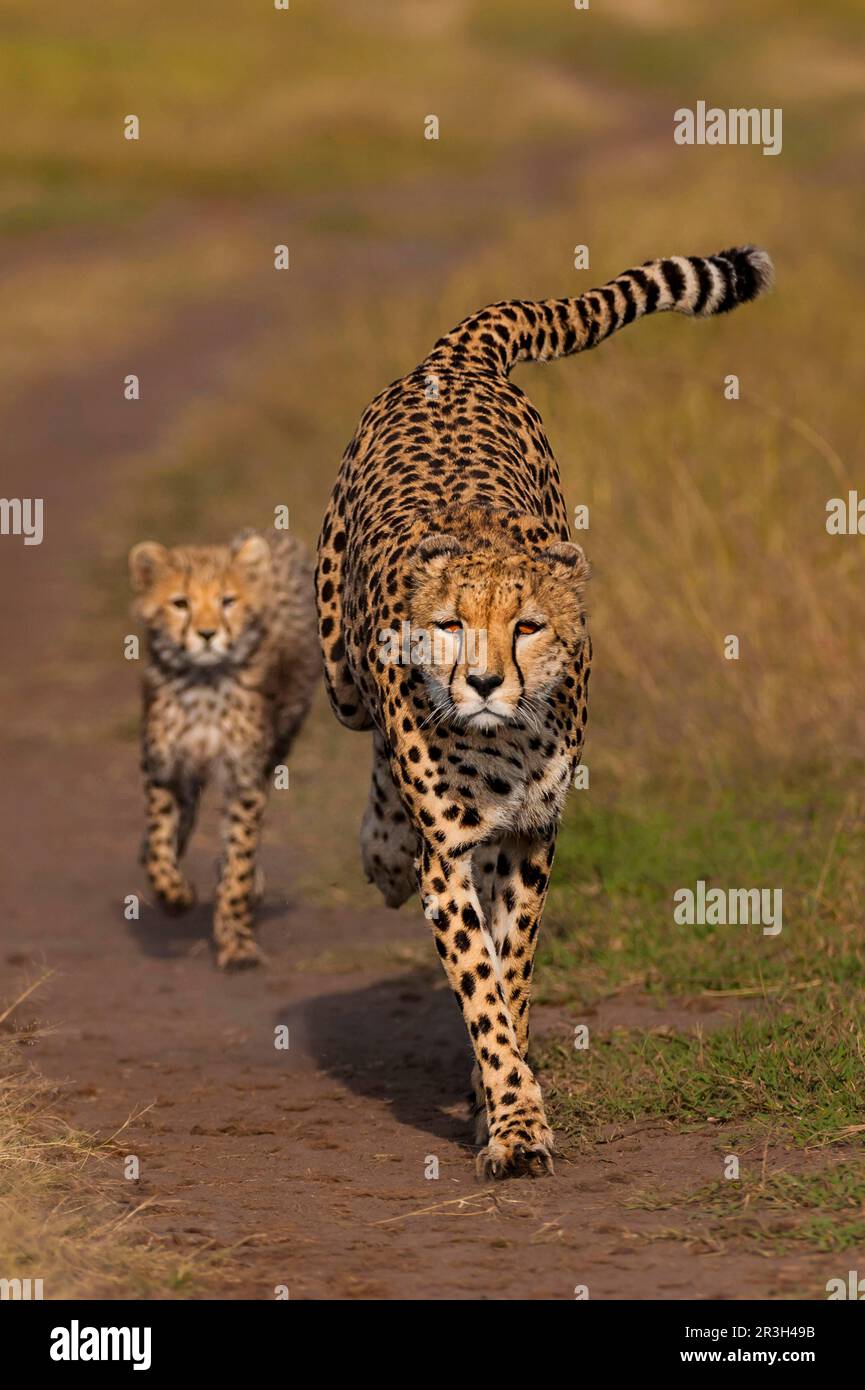 Cheetah (Acinonyx jubatus), weiblich und Junges, läuft auf der Rennstrecke, Masai Mara Game Reserve, Kenia Stockfoto