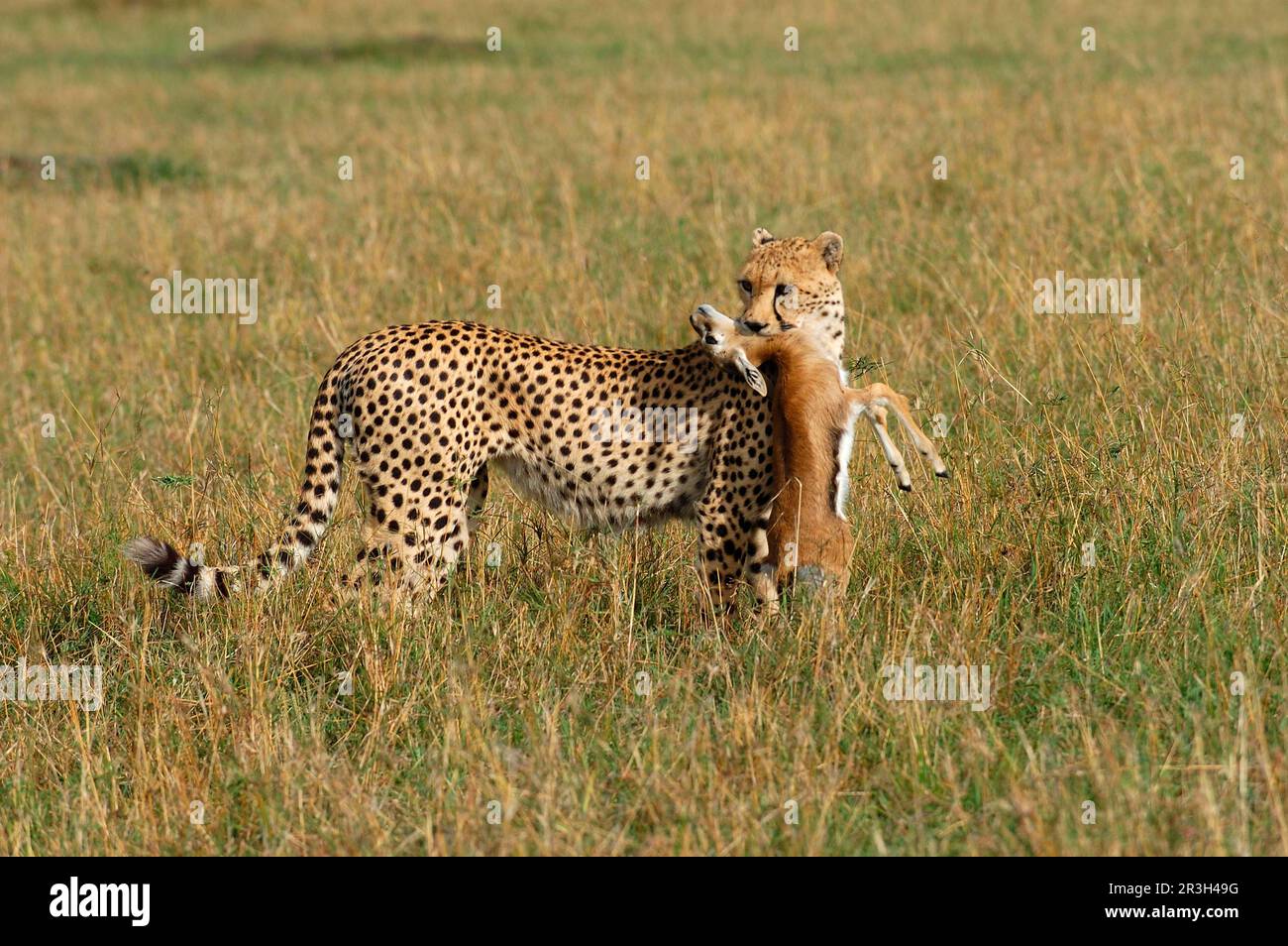 Cheetah (Acinonyx jubatus) erwürgt junge Gazelle, Masai Mara, Kenia Stockfoto