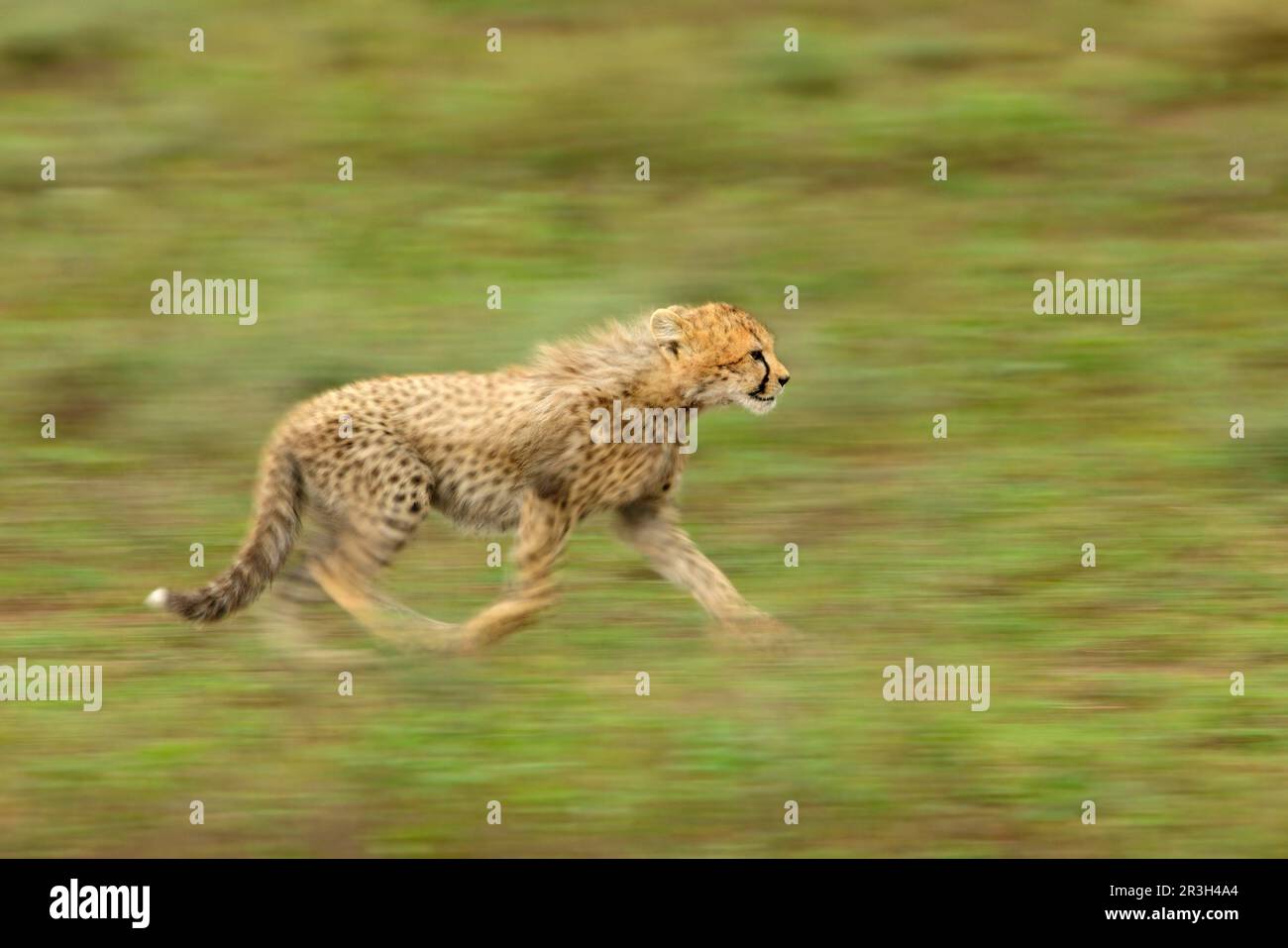 Cheetah (Acinonyx jubatus) jung, laufend, verschwommene Bewegung, Serengeti N. P. Tansania Stockfoto