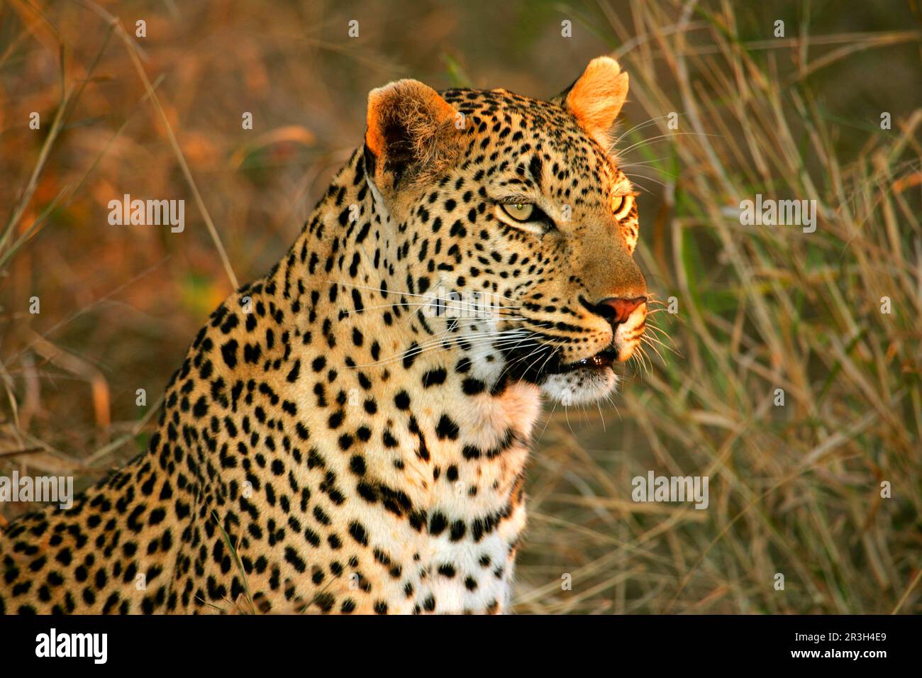 Afrikanische Leoparden (Panthera pardus), Raubtiere, Säugetiere, Tiere, weibliche Leoparden, Nahaufnahme des Kopfes, starrt in die Ferne, Sabi Sands Stockfoto