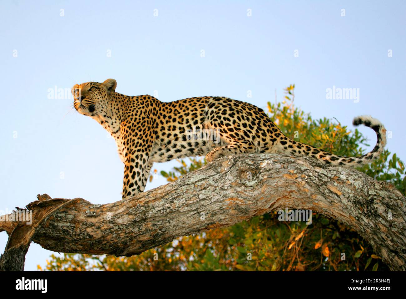 Afrikanische Leoparden Nischenleoparden (Panthera pardus), Raubtiere, Säugetiere, Tiere, Leoparden Weibliche auf Baumgliedmaßen, Okavango Delta, Botsuana Stockfoto