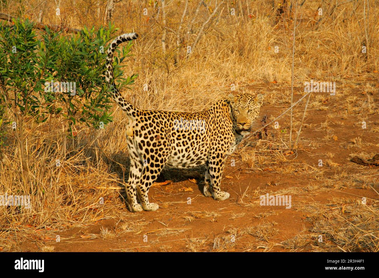 Afrikanische Leoparden-Nischenleoparden (Panthera pardus), Raubtiere, Säugetiere, Tiere, Leoparden-Territorium für die Duftmarkierung von männlichen Leoparden, Sabi Sandspiel Stockfoto