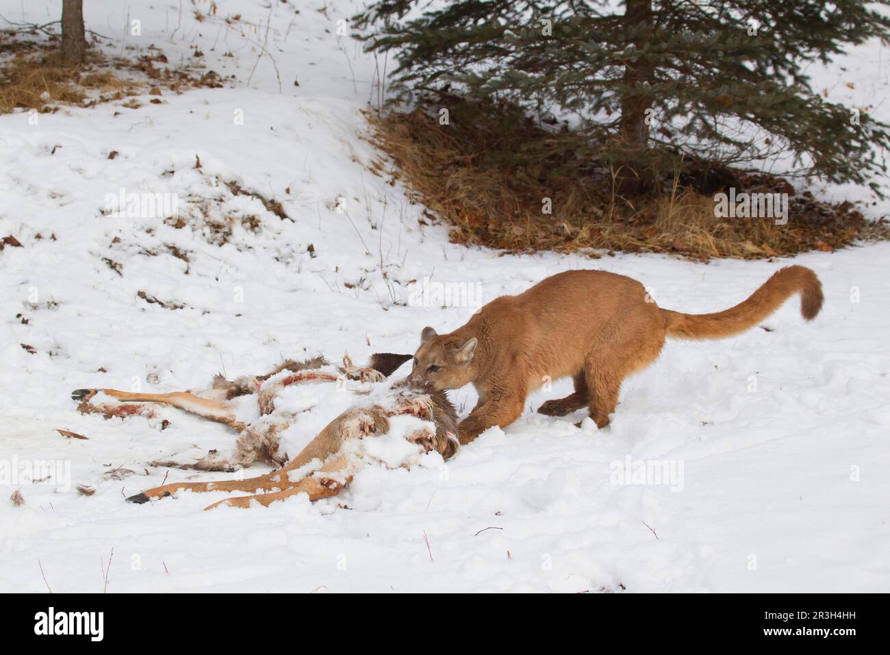 Cougar (Cougar concolor), ausgewachsener, zerrender Überreste von Weißwedelhirschen (Odocoileus virginianus), die unter Bäumen unter den Aasfressern verstreut werden, im Schnee Stockfoto