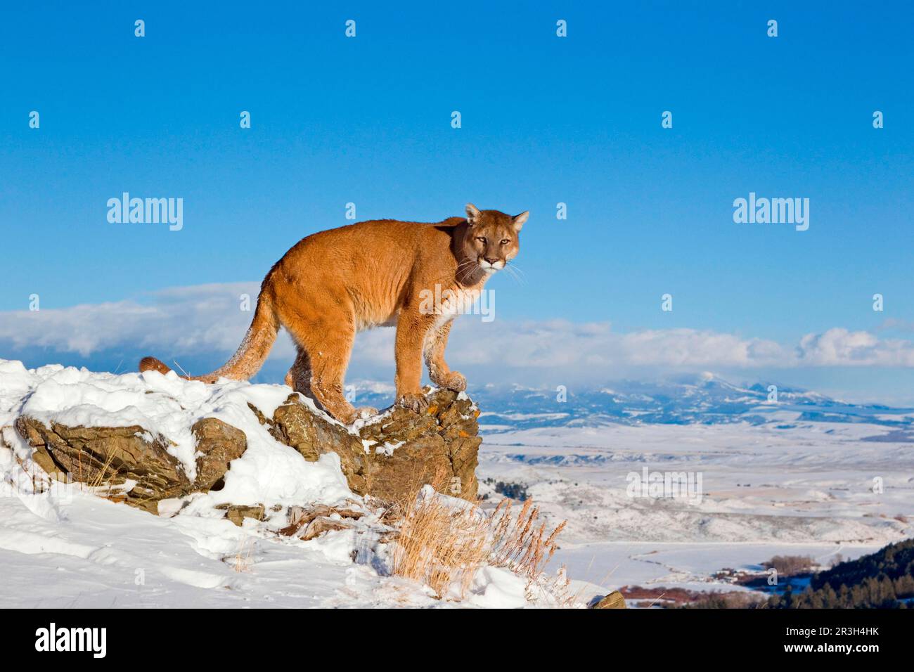 Rocky mountains große katze -Fotos und -Bildmaterial in hoher Auflösung –  Alamy