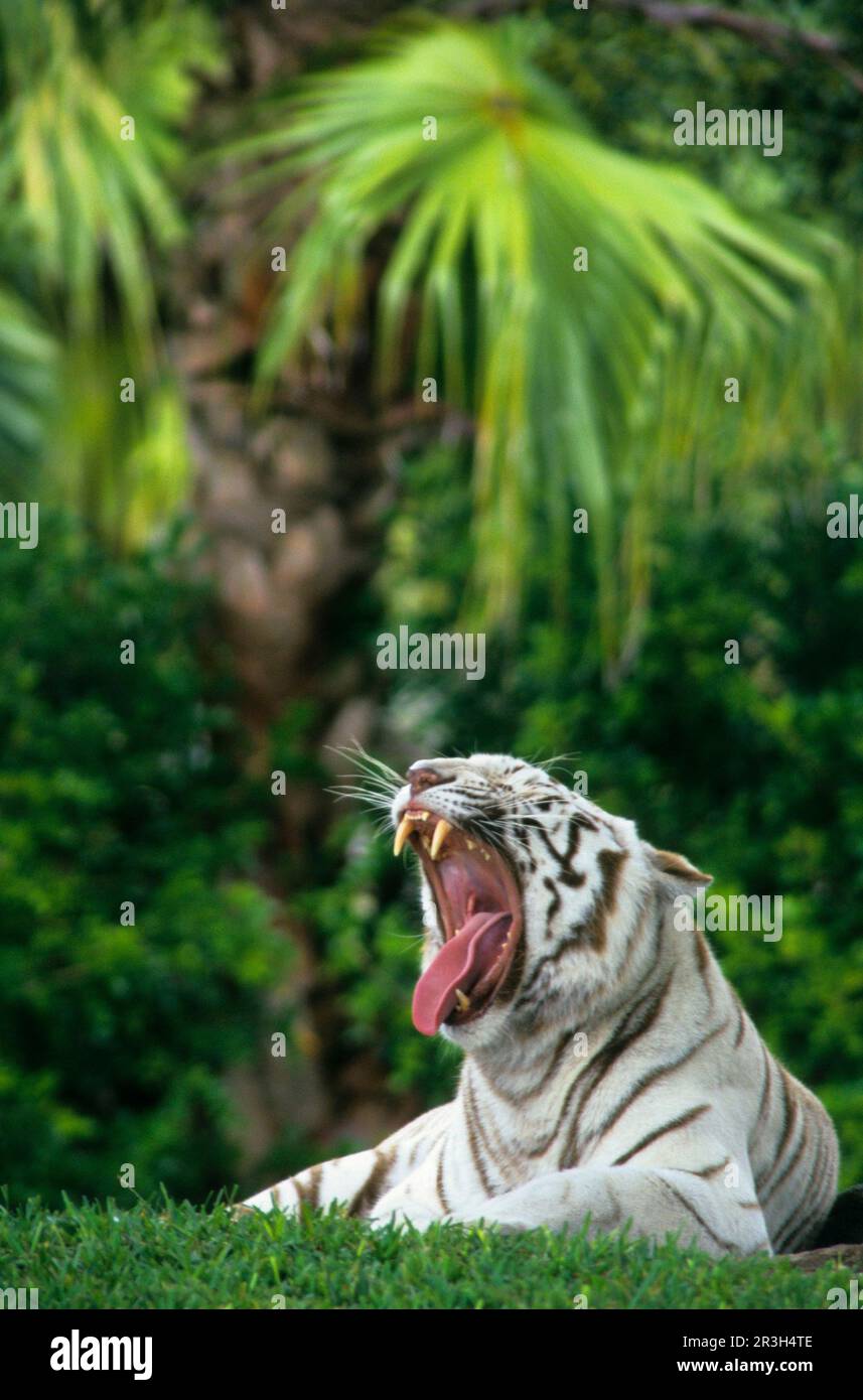 Tiger (Panthera tigris), Großkatzen, Raubtiere, Säugetiere, Tiere, Weißer Tiger Gähnt Stockfoto