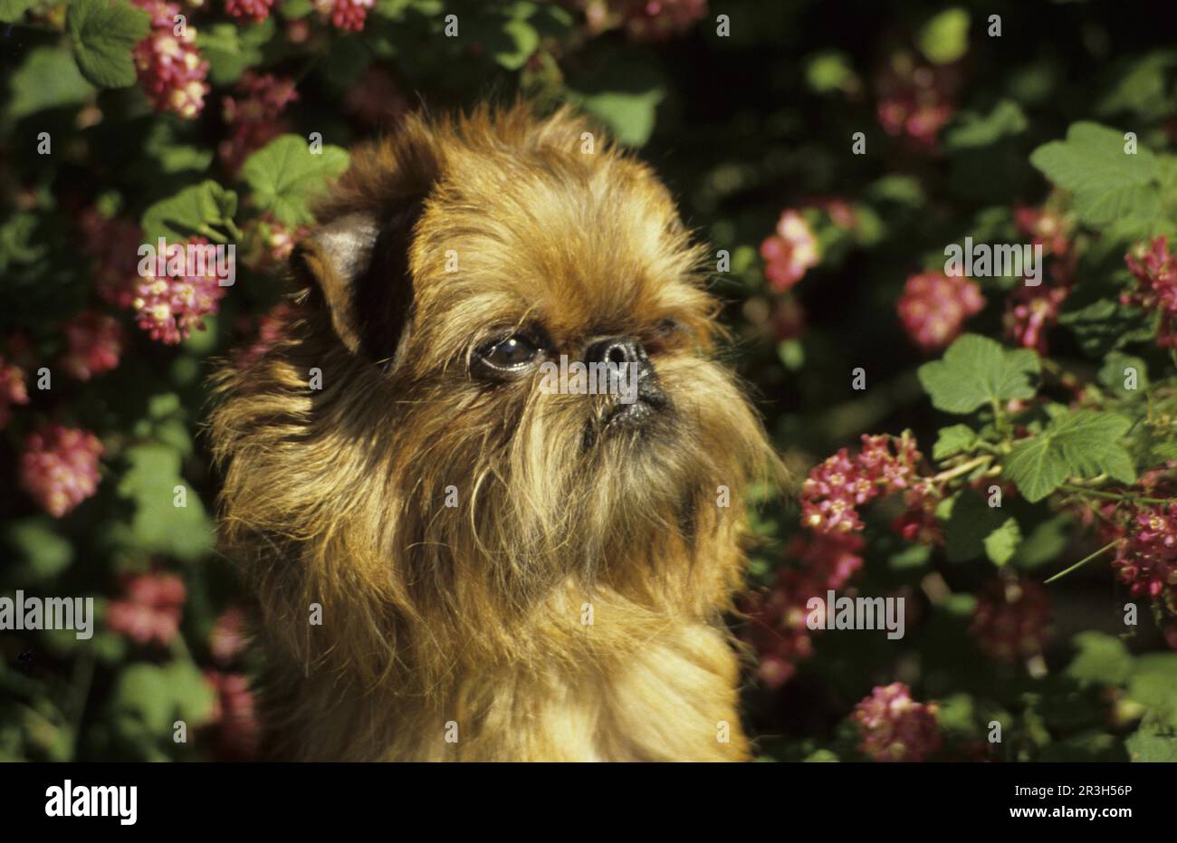Haushund, Griffon bruxellois (belgischer Begleithund) Nahaufnahme des Kopfes Stockfoto