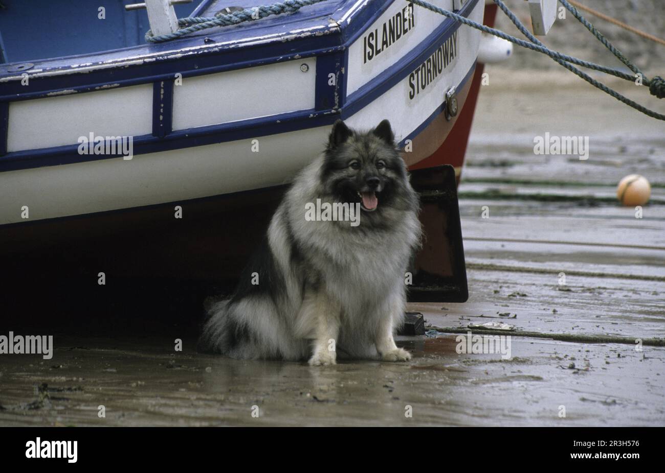 Der Haushund Keeshond (Belguim) (Kahn-Hunde) sitzt neben Kahn Stockfoto
