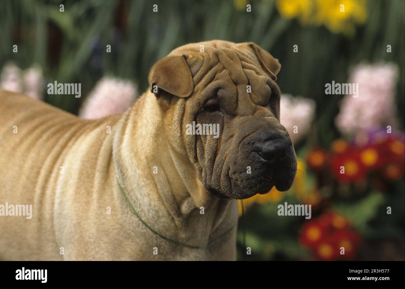 Haushund, Shar-Pei (China) (ursprünglich zur Ernährung gezüchtet) Nahaufnahme des Kopfes Stockfoto