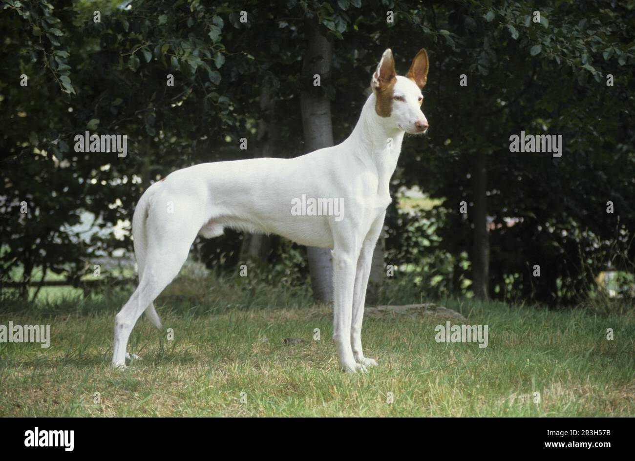 Hundshund, ibizanischer Jagdhund (Podenco) (spanischer Jagdhund) steht auf Gras Stockfoto