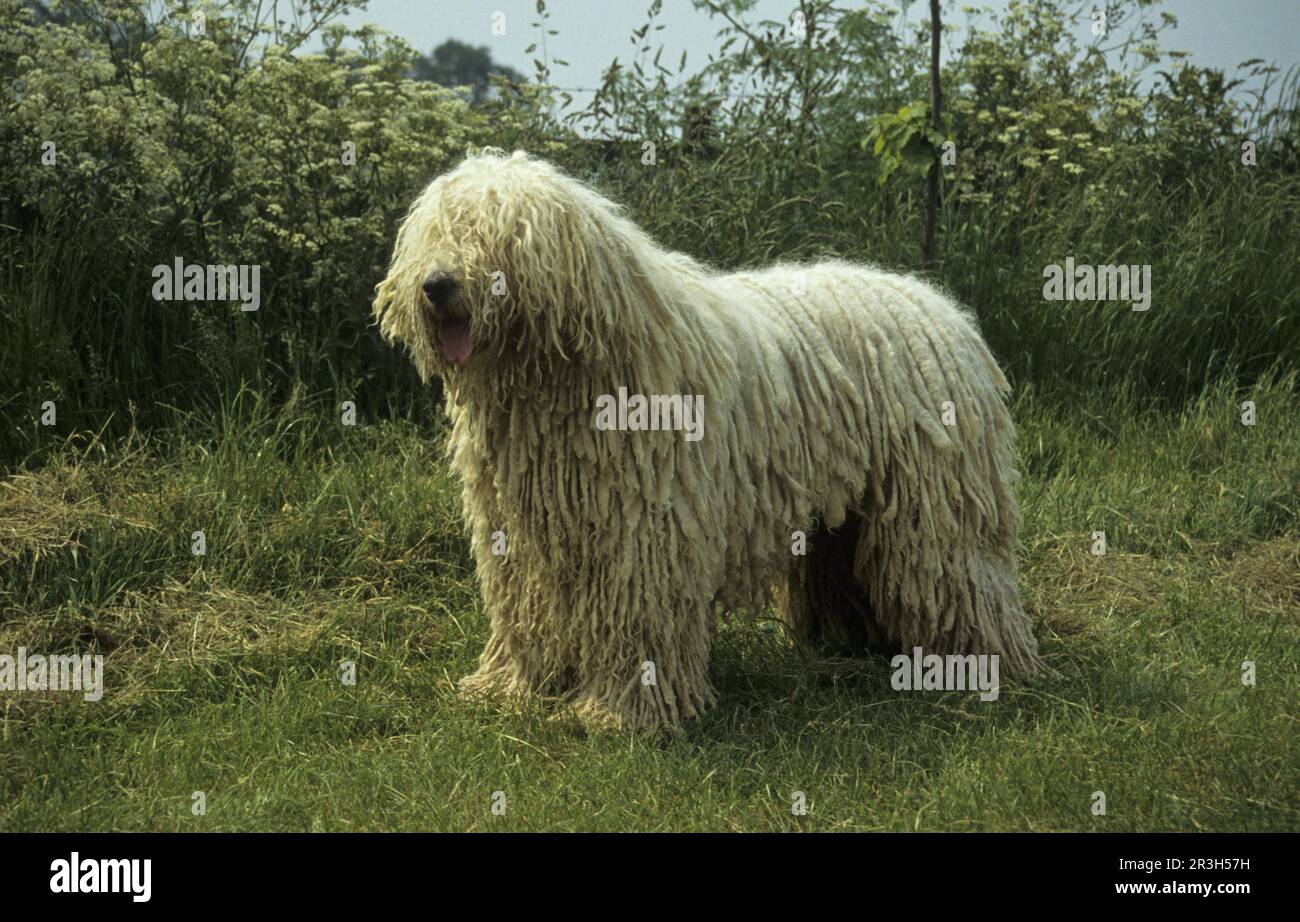 Haushund, Komondor (Ungarn) (Pastoral/Wachhund) Stehend Stockfoto