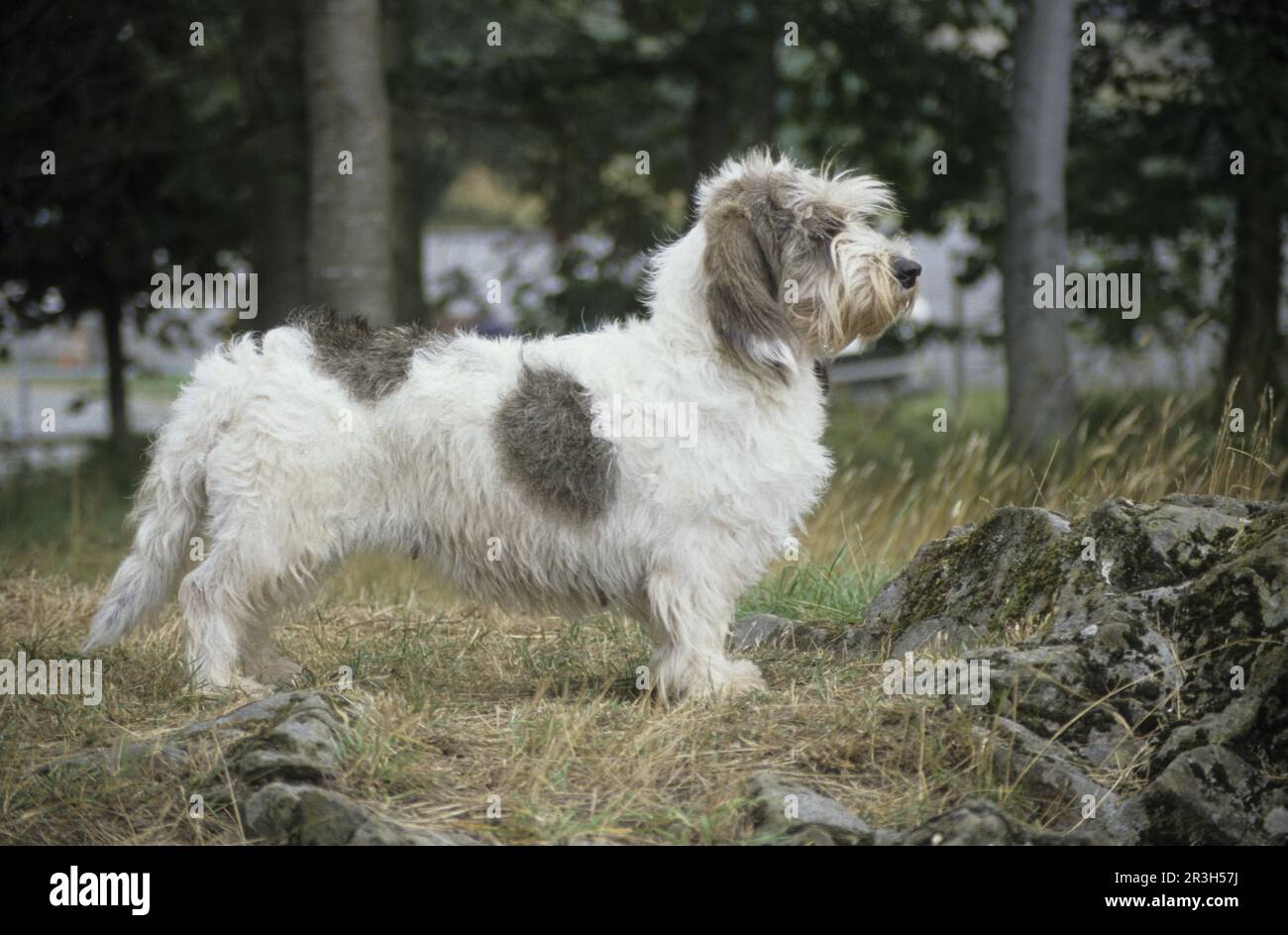 Haushund, Basset Griffon Vendeen Petit (Frankreich) (riechender Hund) Stockfoto