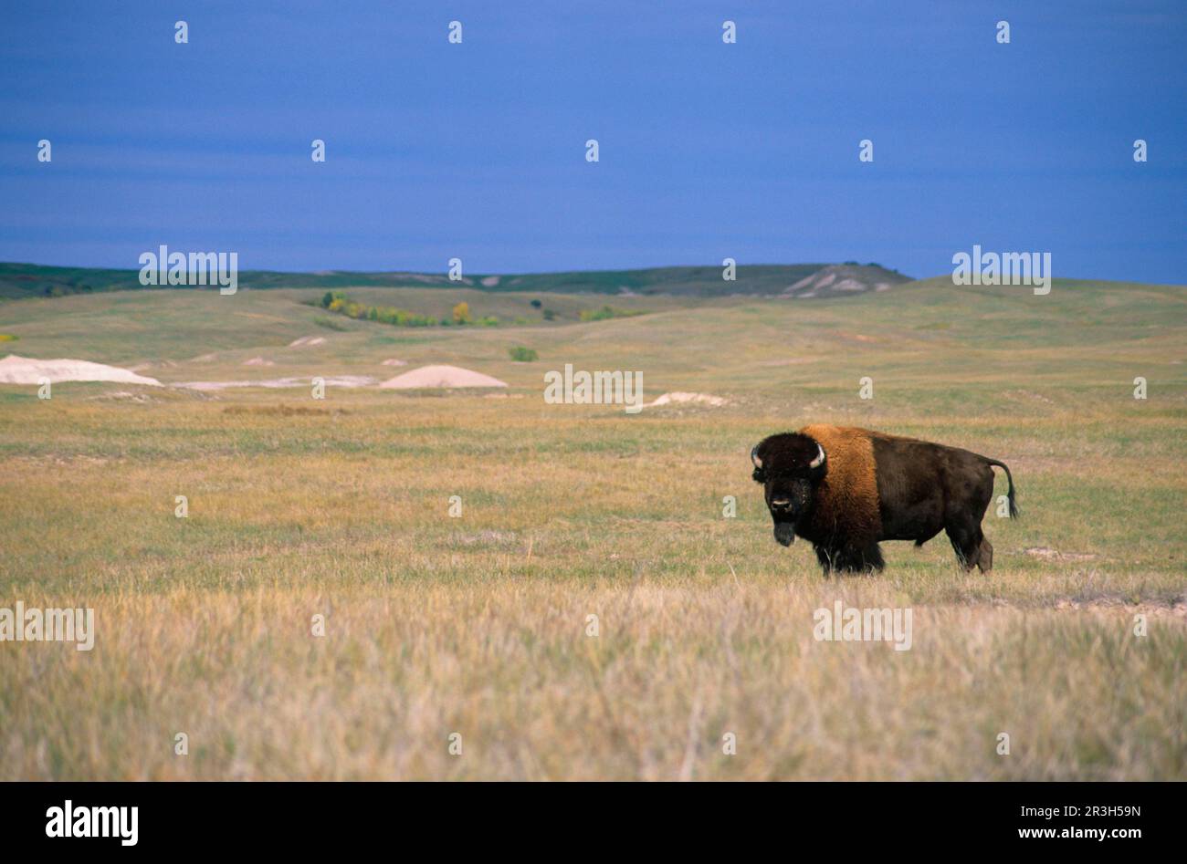 American Bison (Bison Bison) Stehend, Badlands NP. South Dakota (größtes geschütztes Grasland der USA) Stockfoto