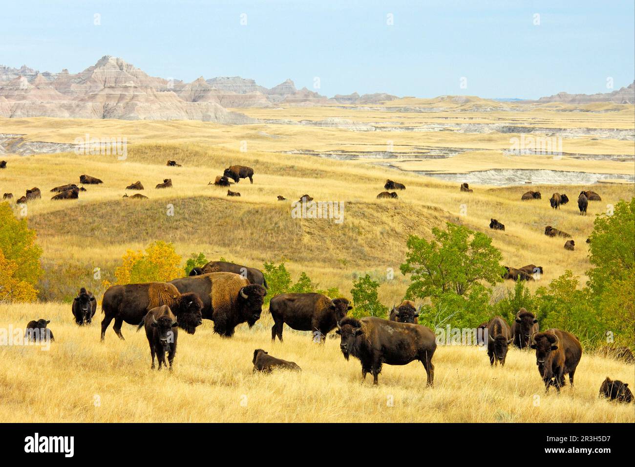 Herde der nordamerikanischen Bison (Bos-Bison) im Prärielebensraum, Sage Creek Wilderness, Badlands N. P. South Dakota (U.) S.A. Stockfoto