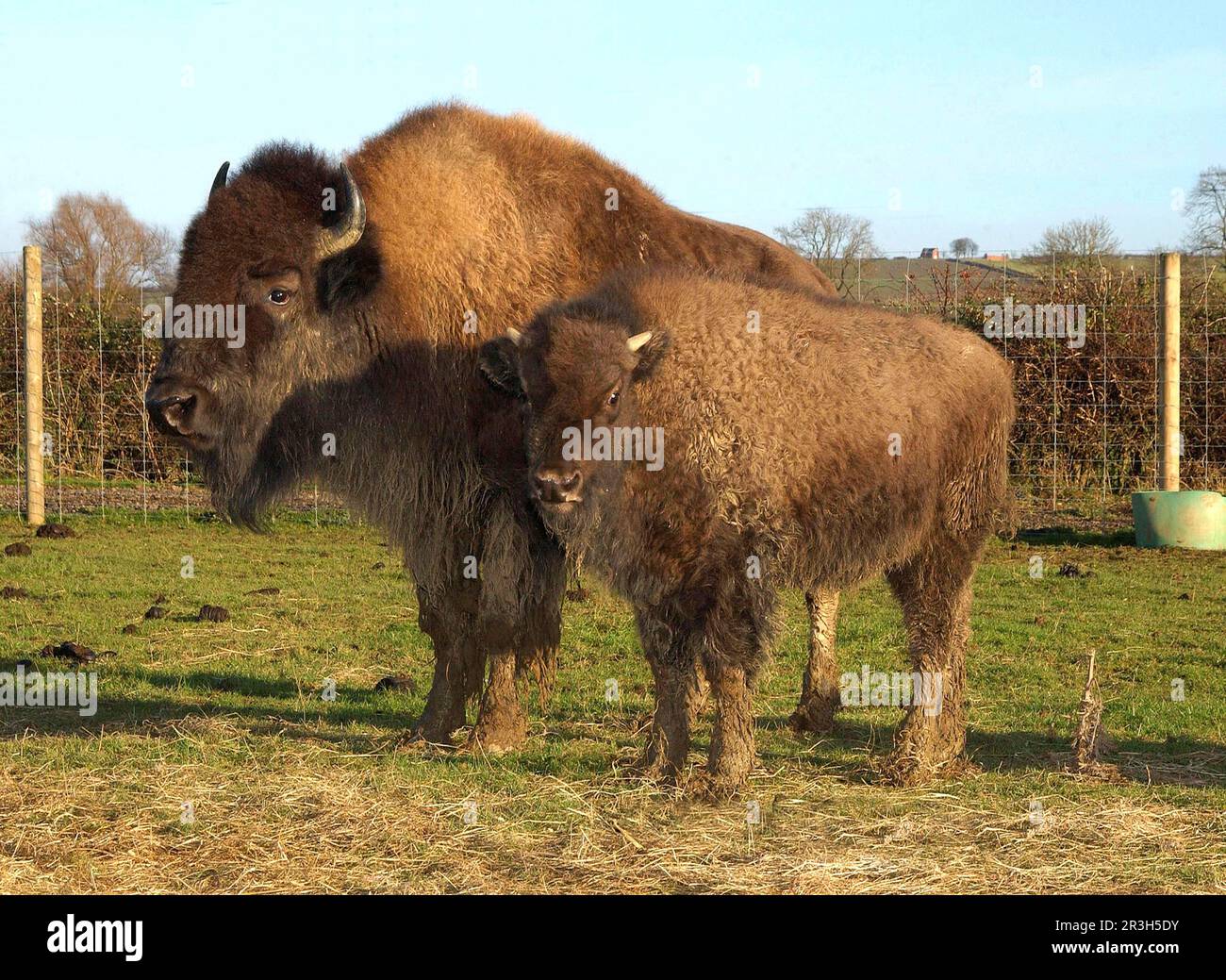 Nordamerikanische Bison-Kuh (Bison Bison) mit Kalb, gezüchtet für Fleisch, auf Weide stehend, Melton Mowbray, Leicestershire, England, Vereinigtes Königreich Stockfoto