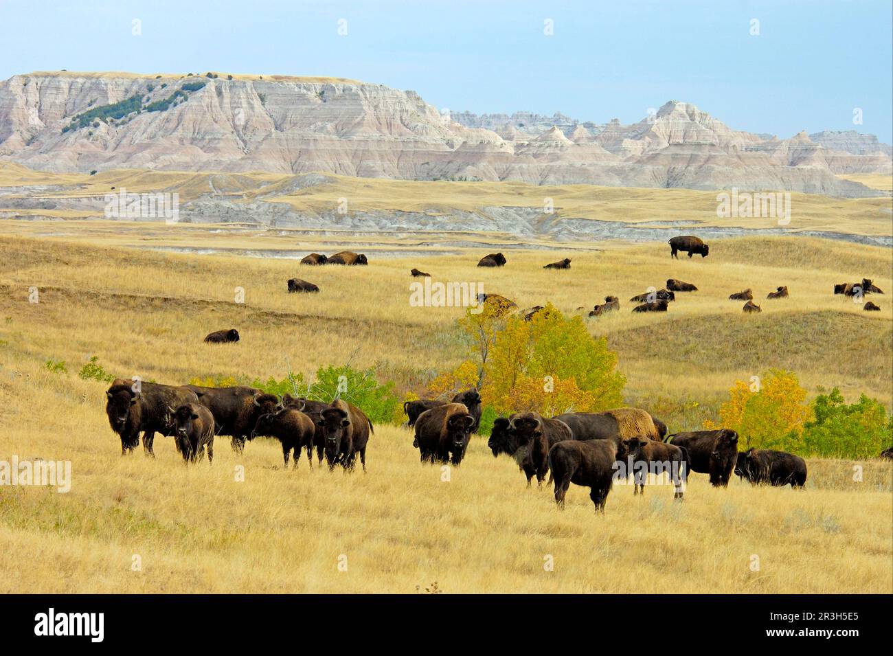 Herde der nordamerikanischen Bison (Bos-Bison) im Prärielebensraum, Sage Creek Wilderness, Badlands N. P. South Dakota (U.) S.A. Stockfoto