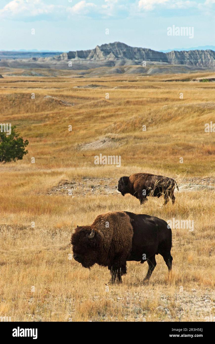 Amerikanischer Bison (Bison Bison) zwei Erwachsene Männer, im Prärielebensort Sage Creek Wilderness, Badlands N. P. South utricularia ochroleuca (U.) Stockfoto