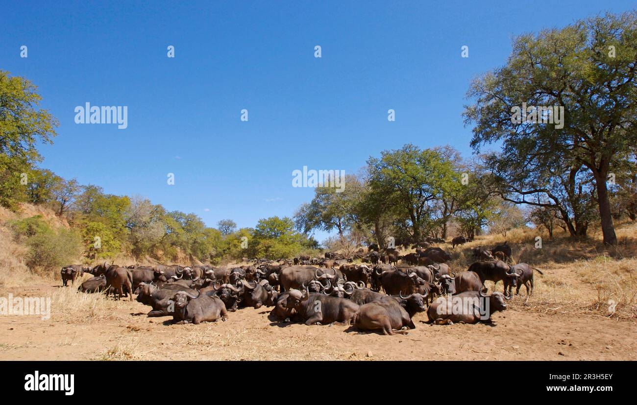 Afrikanische Büffel (Syncerus caffer), Büffel, Huftiere, Säugetiere, Tiere Büffelherde, Ruhend im trockenen Flussbett, Kruger N. P. Südafrika Stockfoto