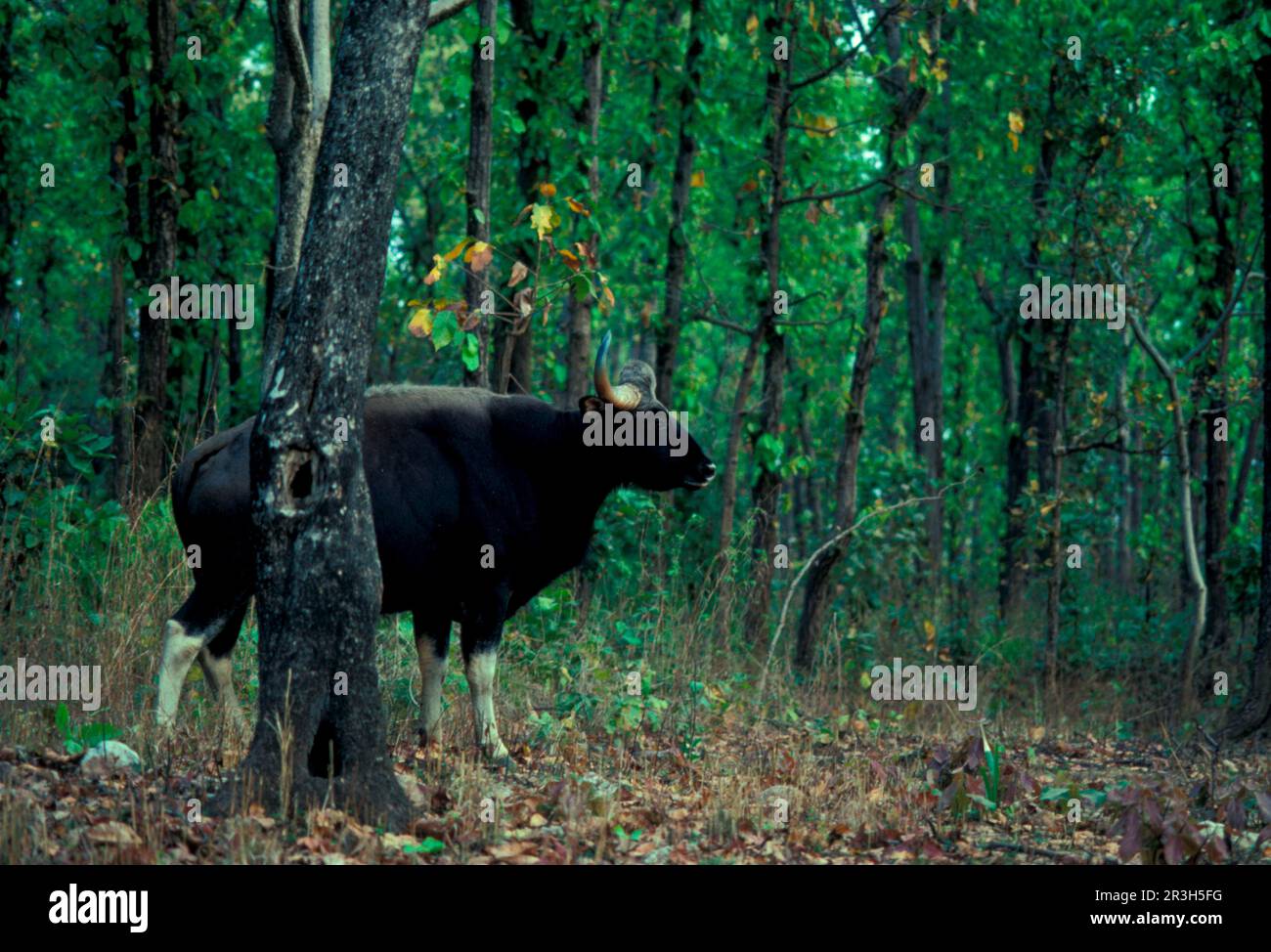 Gaur (Bos gaurus), Huftiere, Huftiere mit geraden Zehen, Rinder, Säugetiere, Tiere, Gaur Bull im Sal Forest, Kanha, Indien (S) Stockfoto
