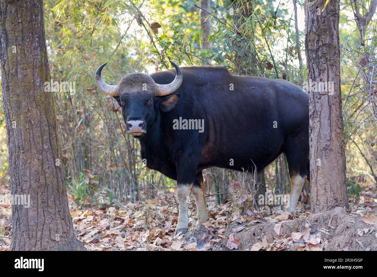 Gaur (Bos gaurus), männlicher Erwachsener, im Wald stehend, Kanha N. P. Madhya Pradesh, Indien Stockfoto