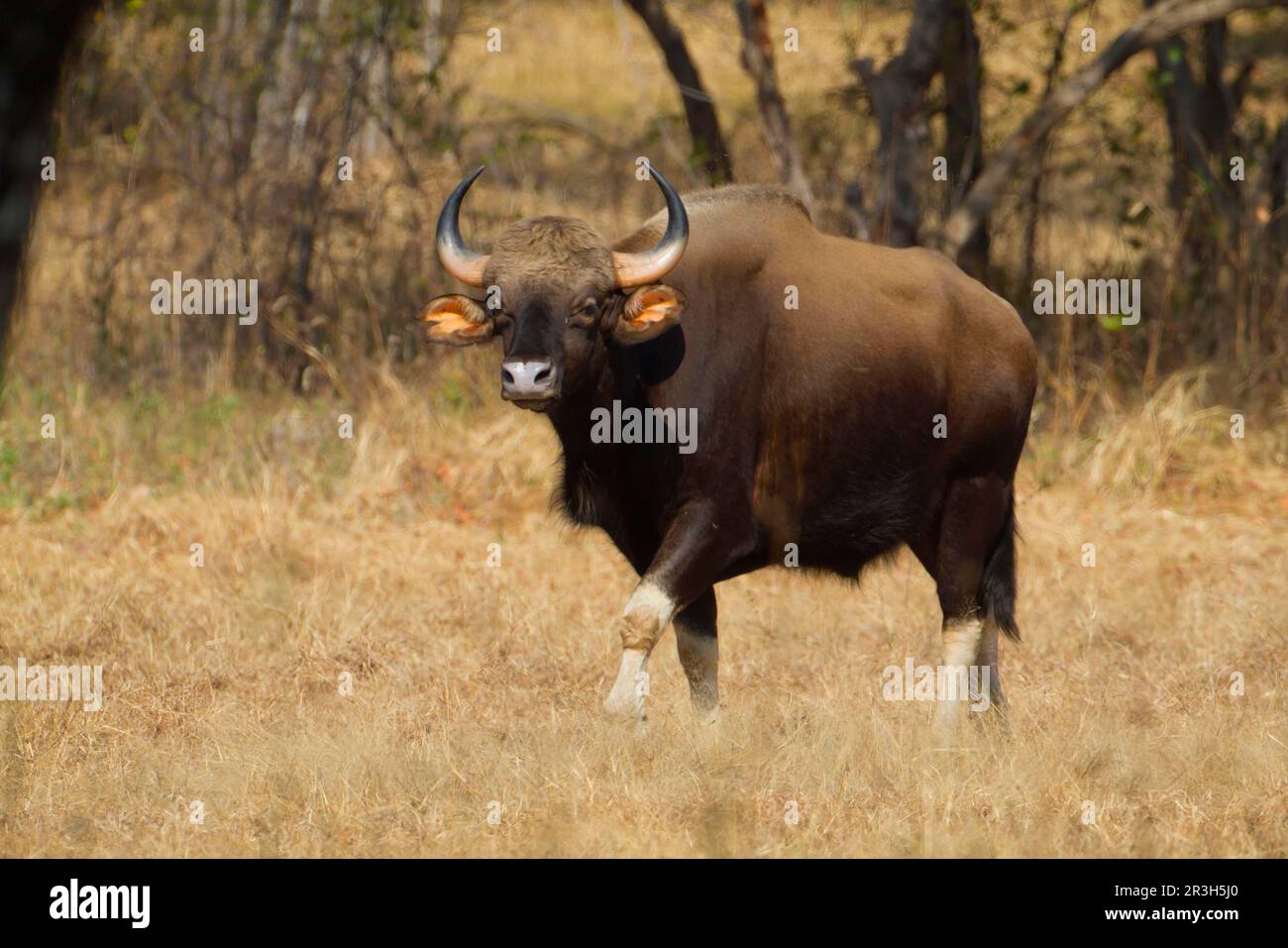 Gaur (Bos gaurus), Huftiere, Huftiere mit geraden Zehen, Rinder, Säugetiere, Tiere, Gaur Erwachsene, Wandern im trockenen Gras, Indien Stockfoto