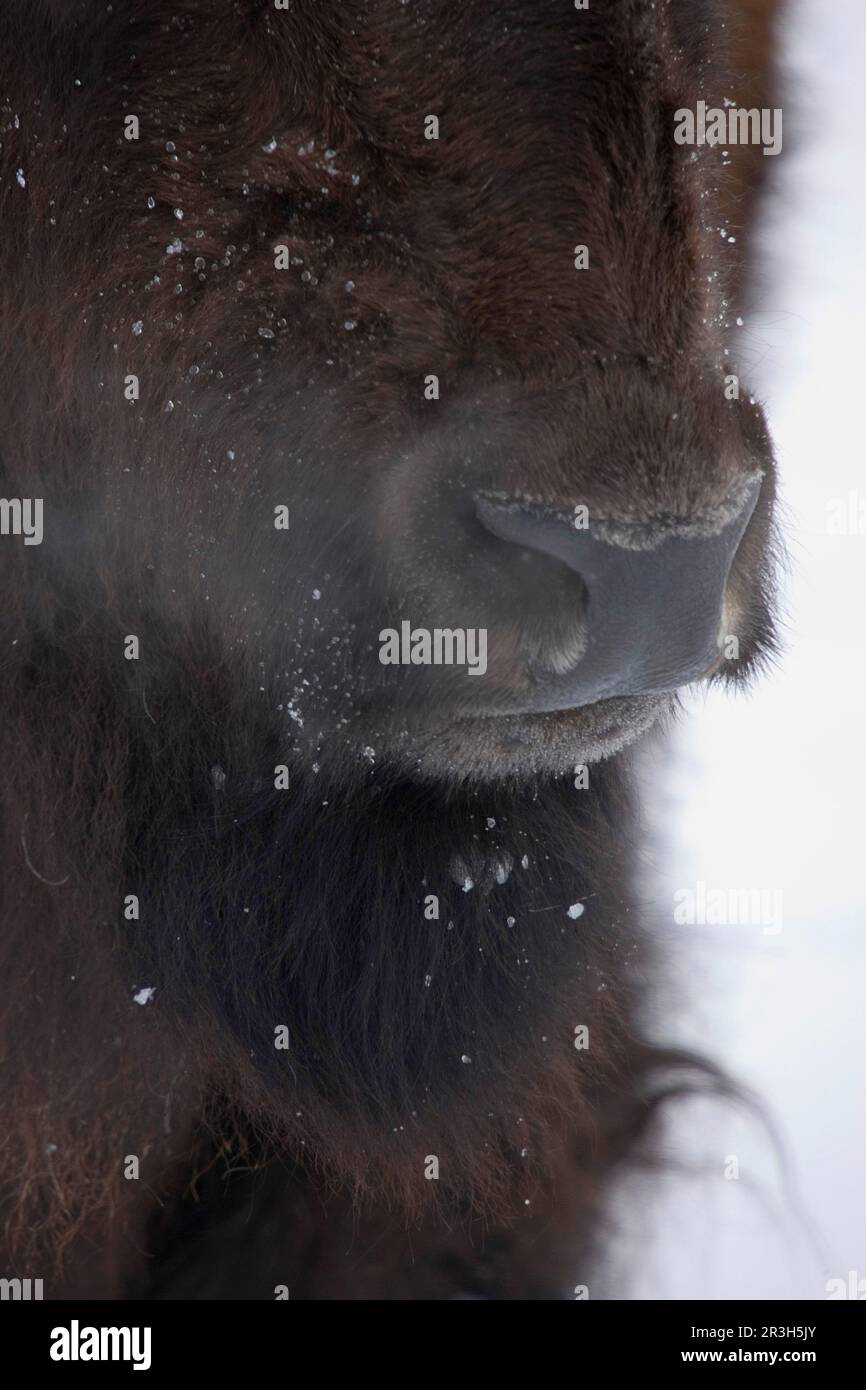 Nahaufnahme des Bisonkopfes mit Nase und Mund Stockfoto