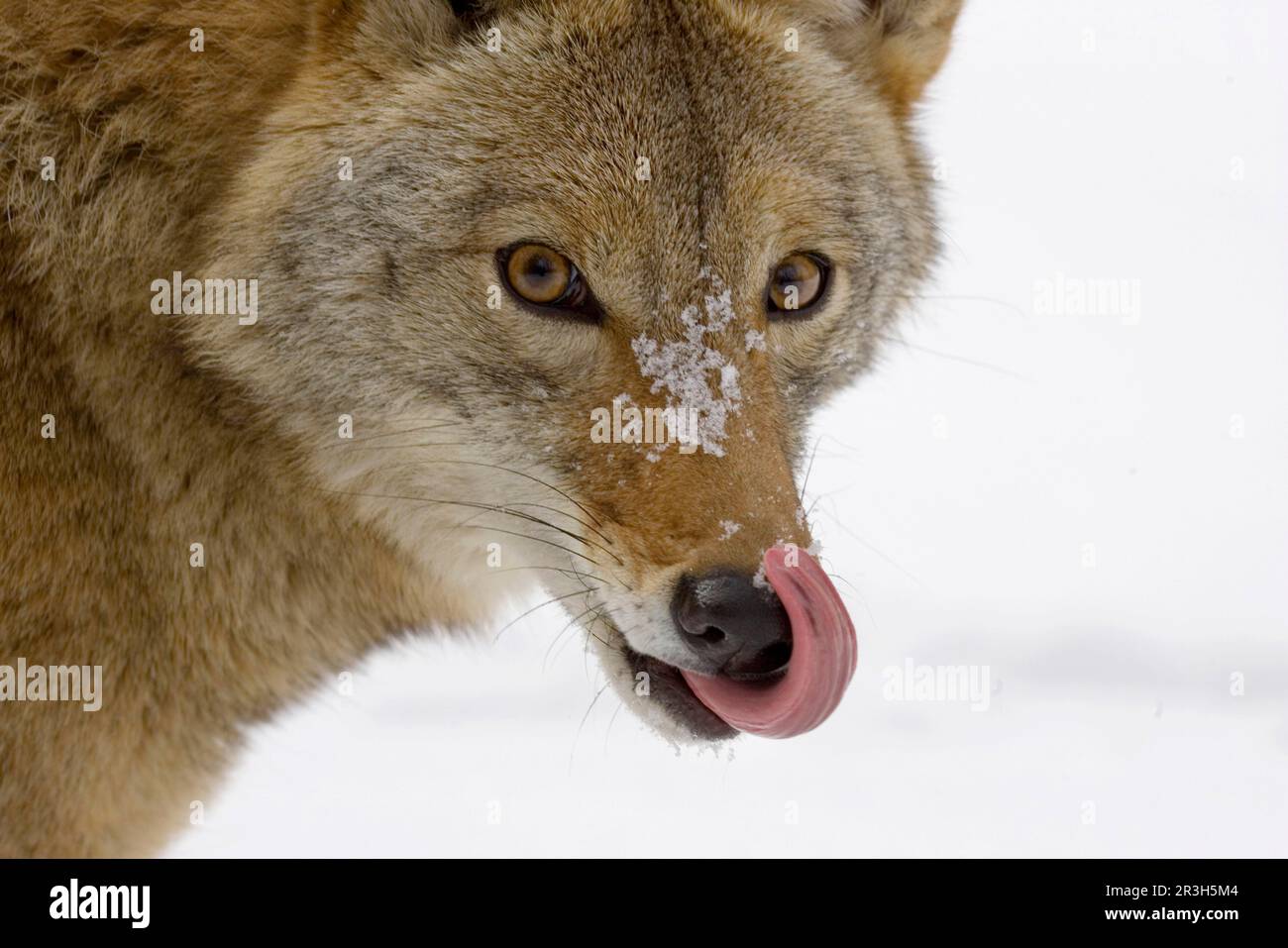 Coyote (Canis latrans), Erwachsener, Nahaufnahme des Kopfes, leckende Nase im Schnee (U.) S.A. Winter Stockfoto