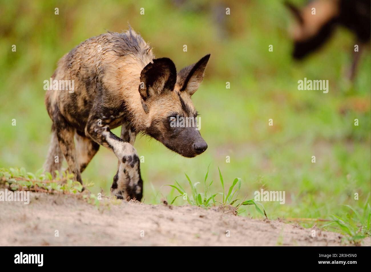 Afrikanischer Wildhund (Lycaon pictus), Hyänenhunde, Hund, Raubtiere, Säugetiere, Wilde Tiere, wilder Hund, wandern, Kwando Lagune, Linyanti, Botswana Stockfoto