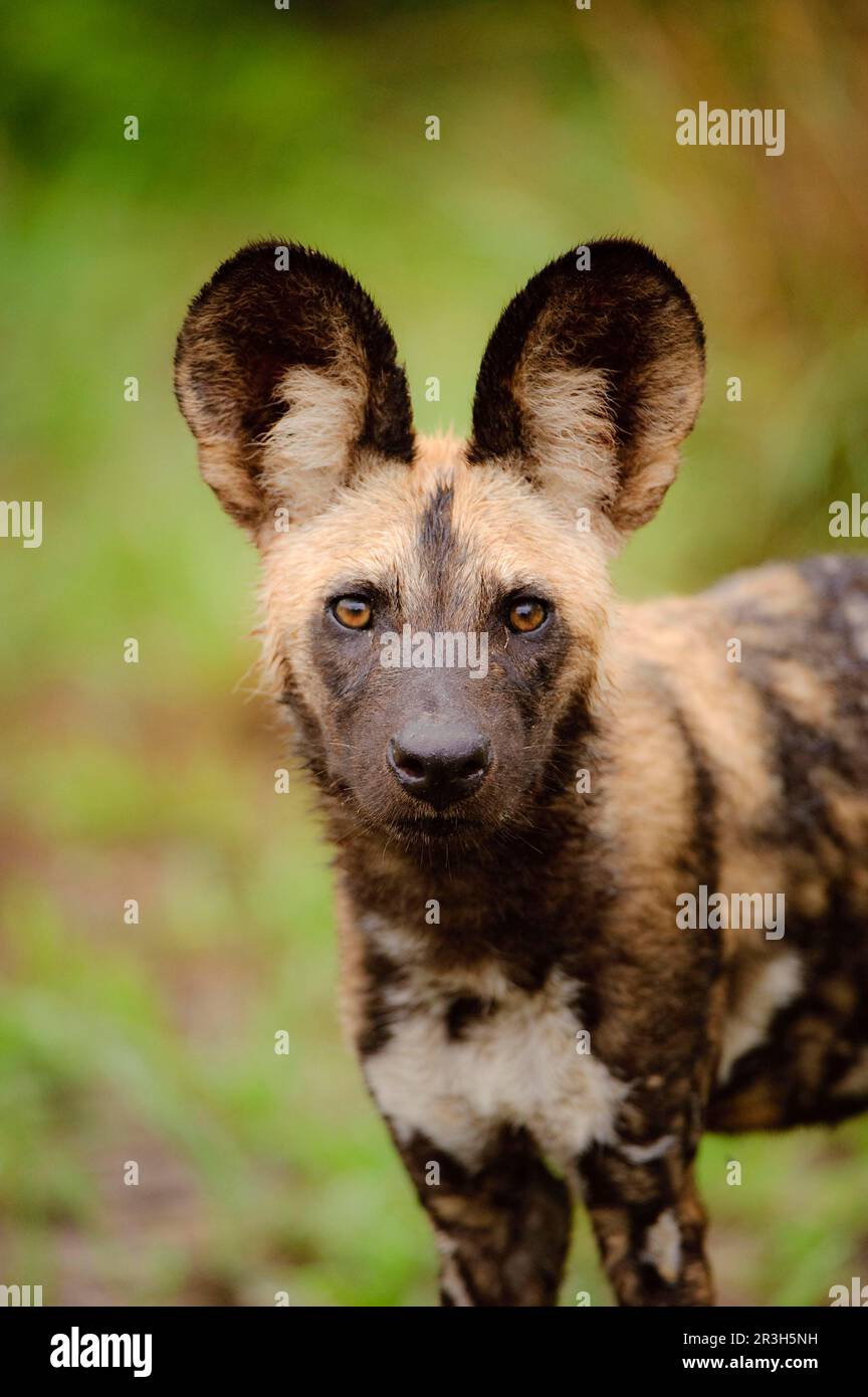 Afrikanischer Wildhund (Lycaon pictus), Hyänenhunde, Hunde, Raubtiere, Säugetiere, Tiere Wildhund, Nahaufnahme des Kopfes, Kwando Lagune, Linyanti, Botsuana Stockfoto