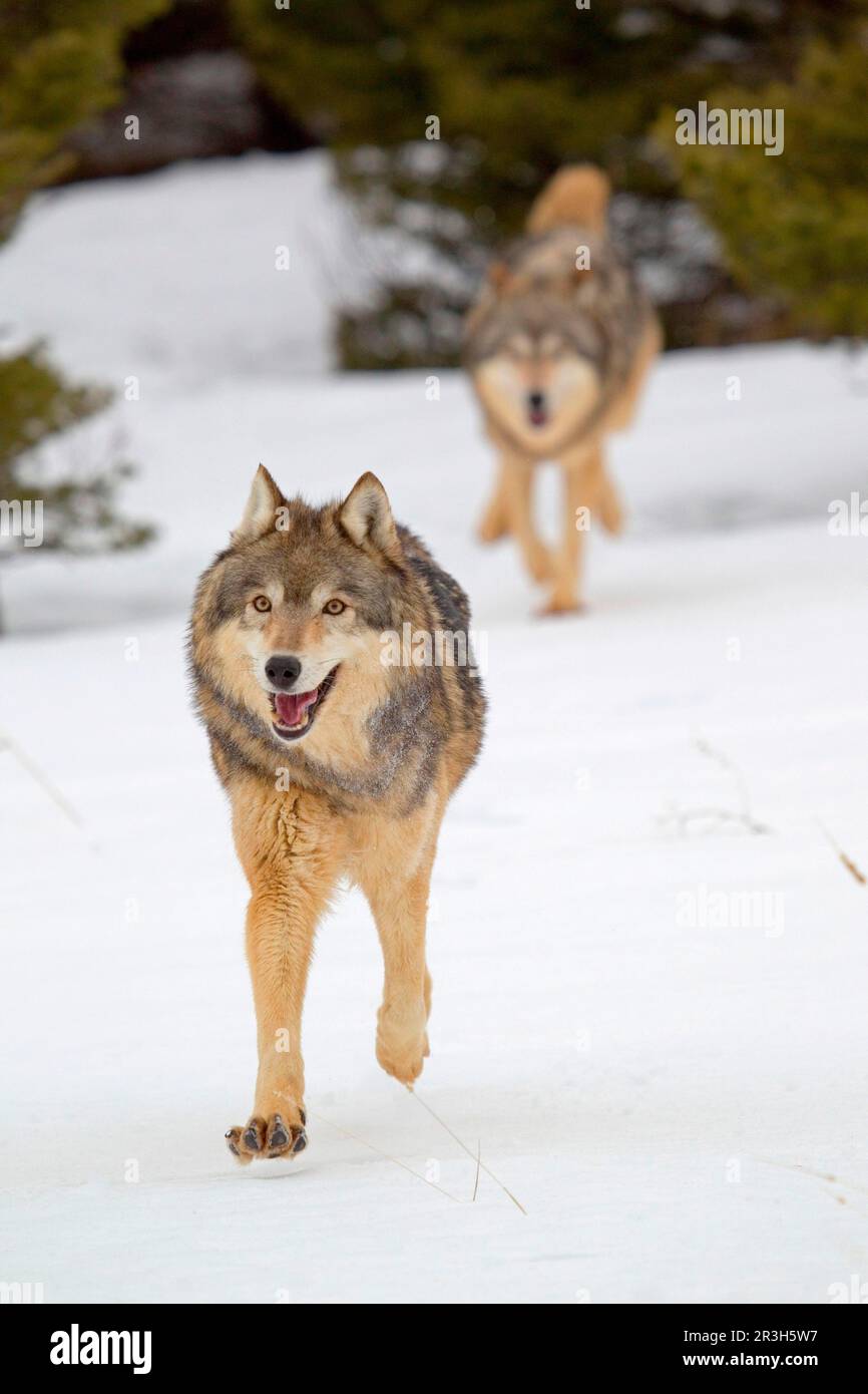 Wolf, Grauwölfe (Canis lupus), Hundearten, Raubtiere, Säugetiere, Tiere, Grey Wolf Paar Erwachsene, Laufen im Schnee, Montana, USA januar Stockfoto