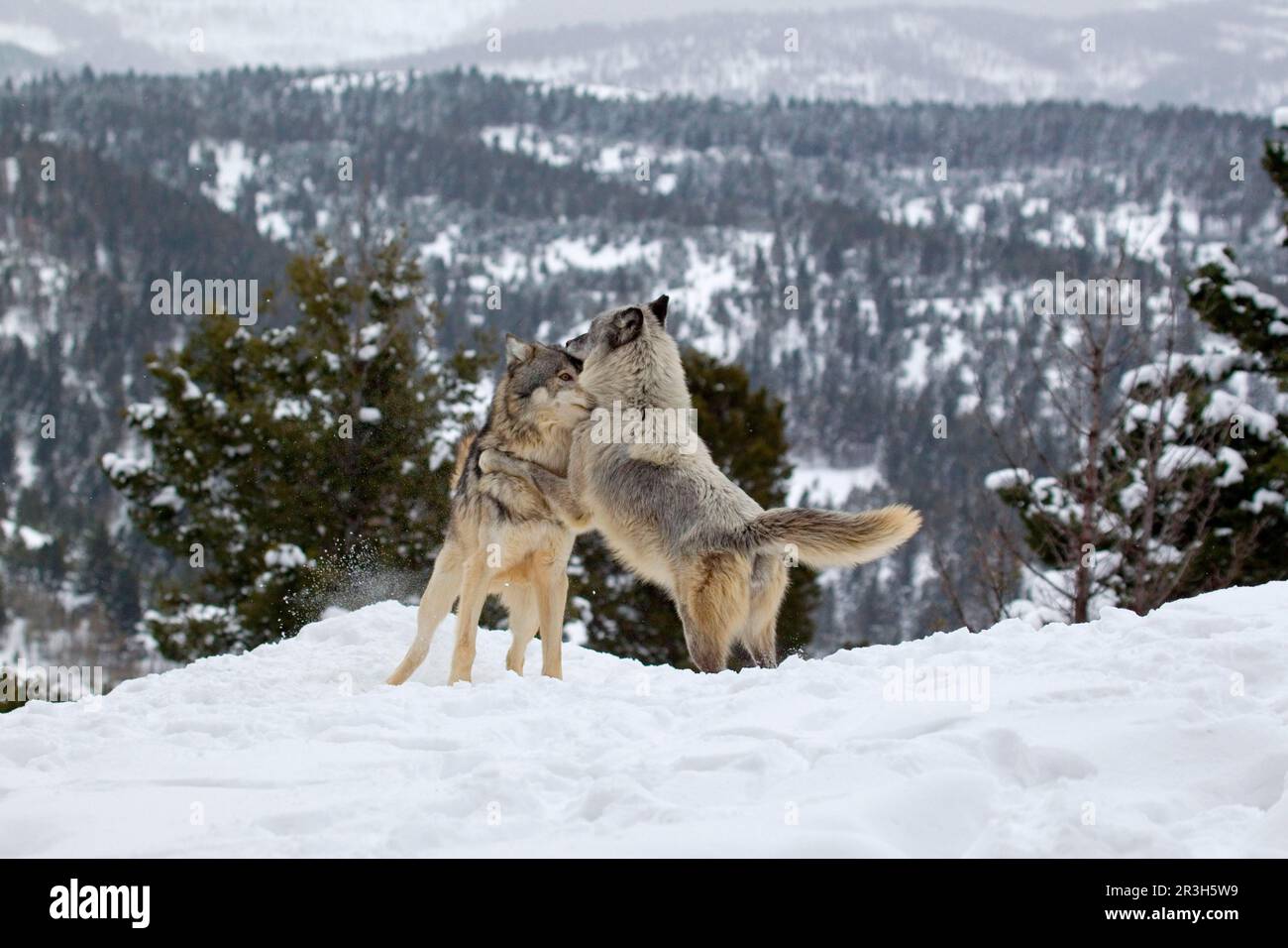 Graues Wolfspaar (Canis Lupus), Erwachsenenpaar, in der Saison springt die Frau auf das Männchen im Schnee, utricularia ochroleuca (U.) (U.) S. A, Januar (in Stockfoto